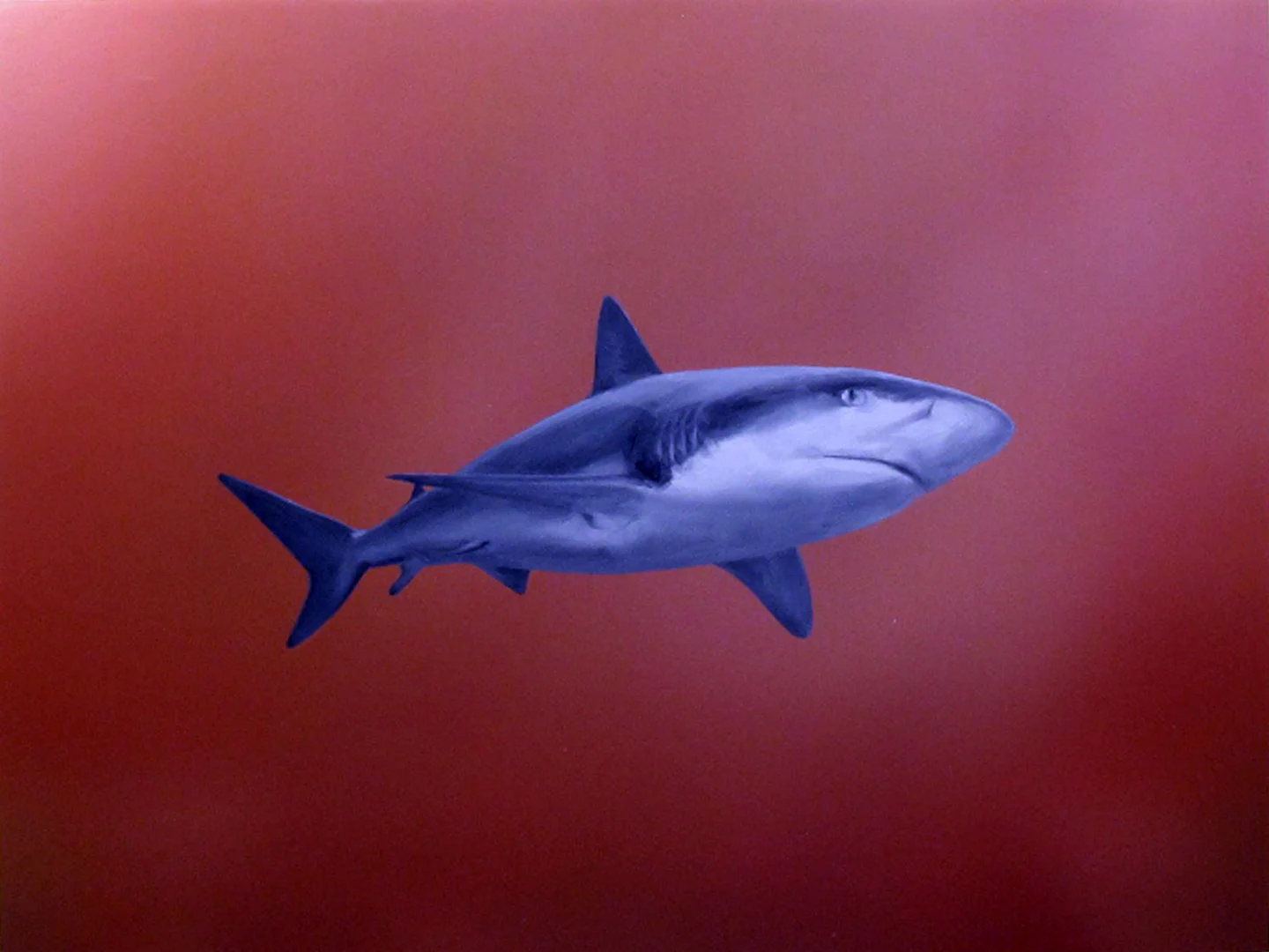 skin_shark.jpg