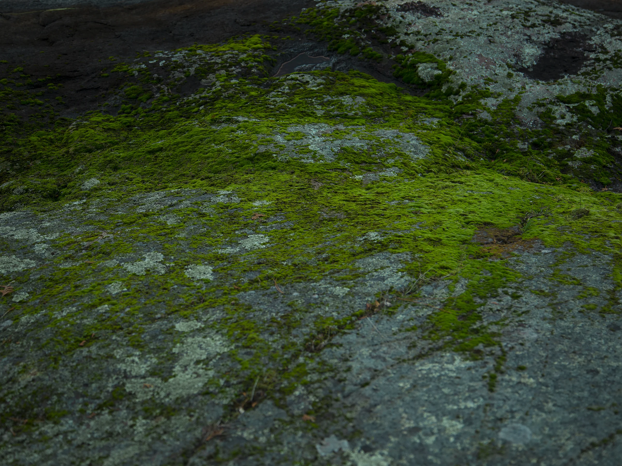 MOSS.jpg
