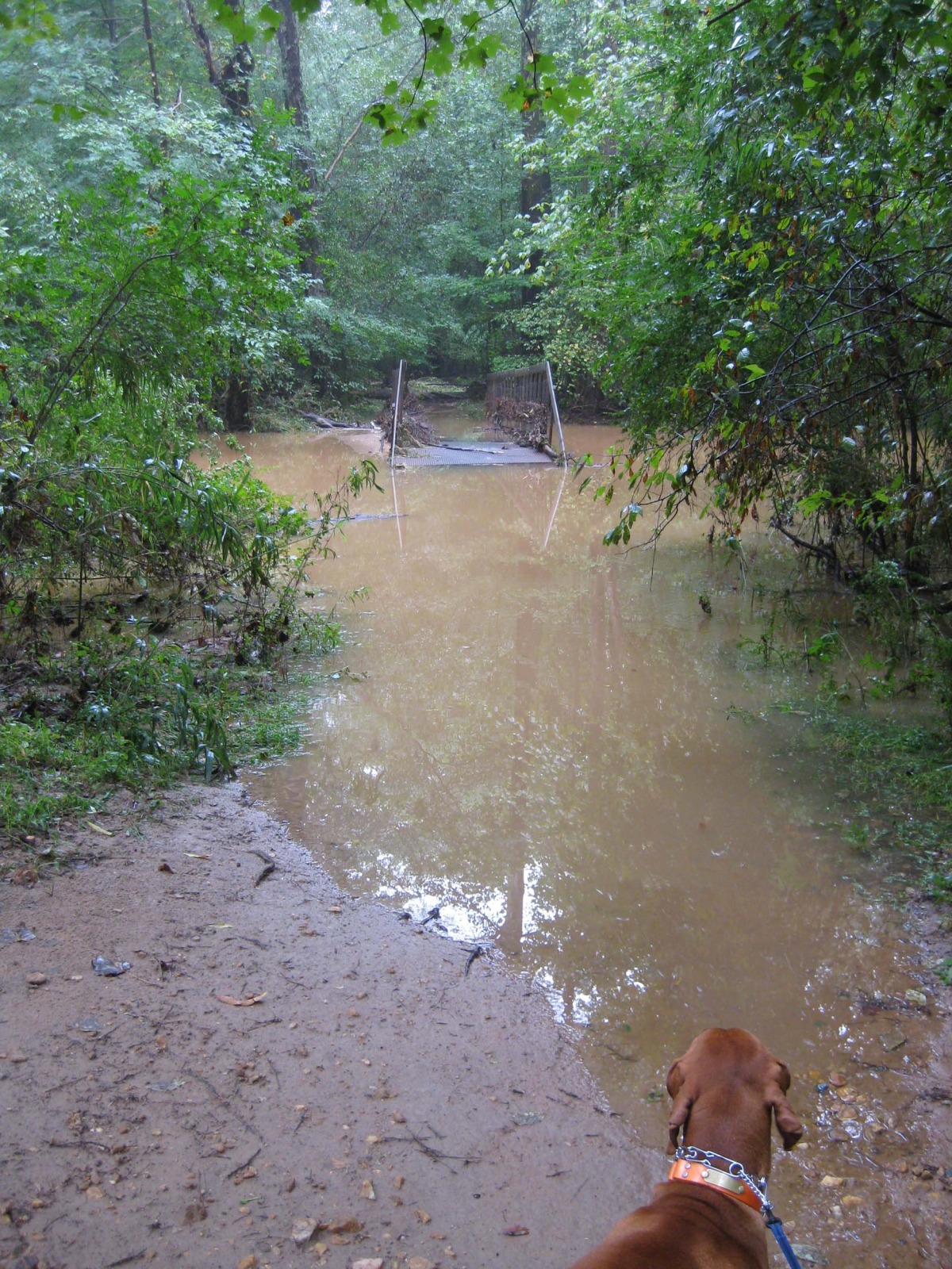 Blankets Creek Floods 2009 Sorba Woodstock Blankets Creek Floods 2009 Sorba Woodstock