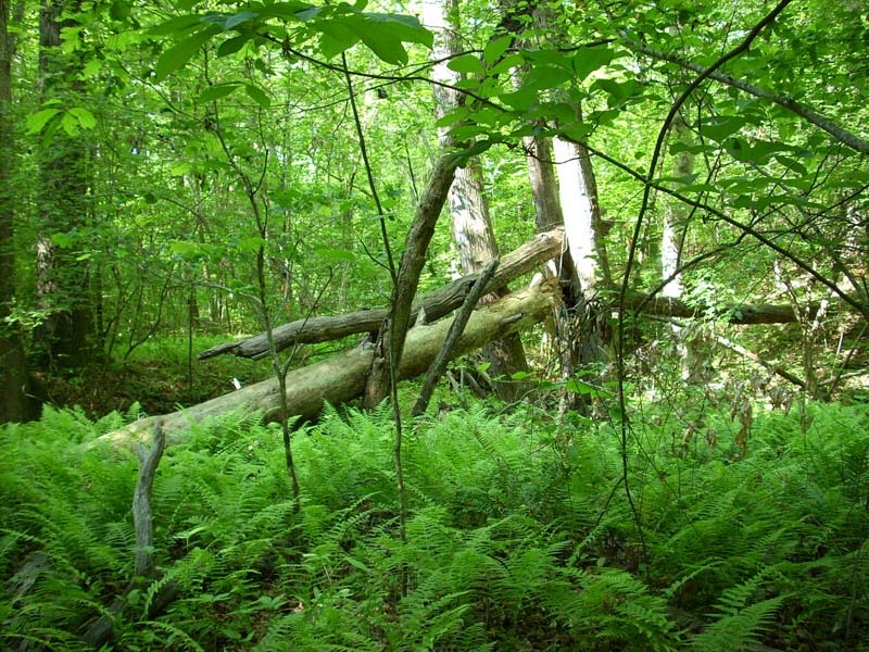dscn0918.jpg