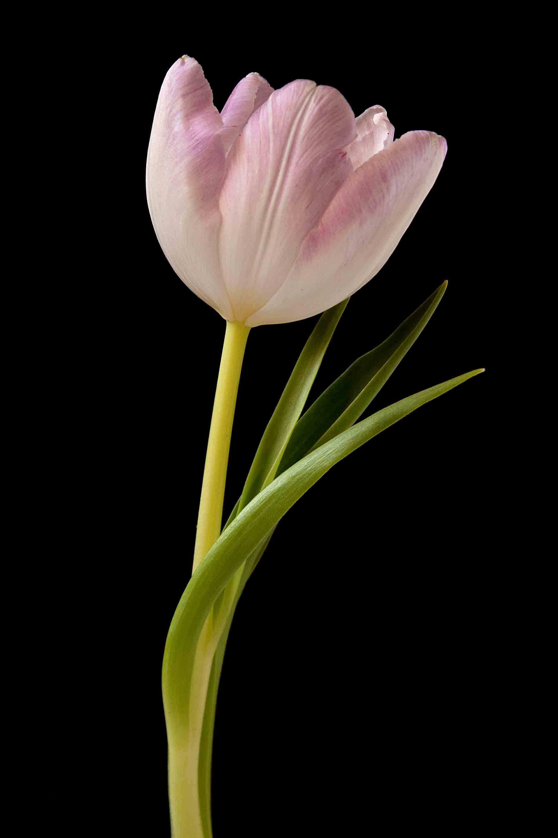 tulip_01.jpg