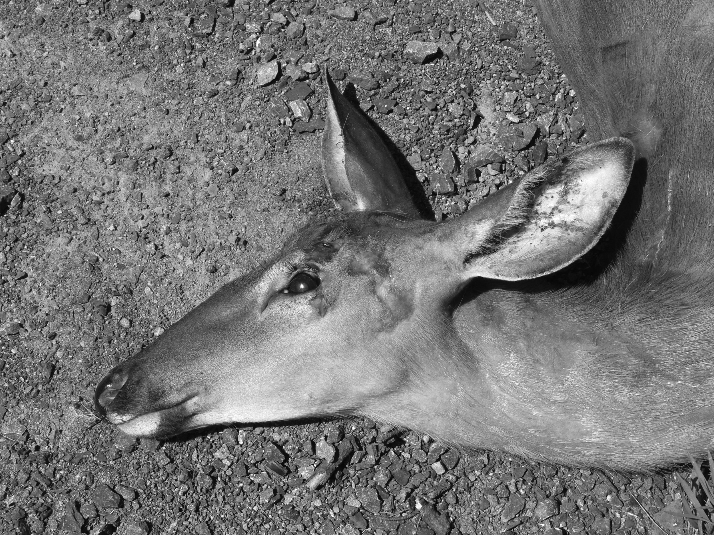 Dead Deer.jpg