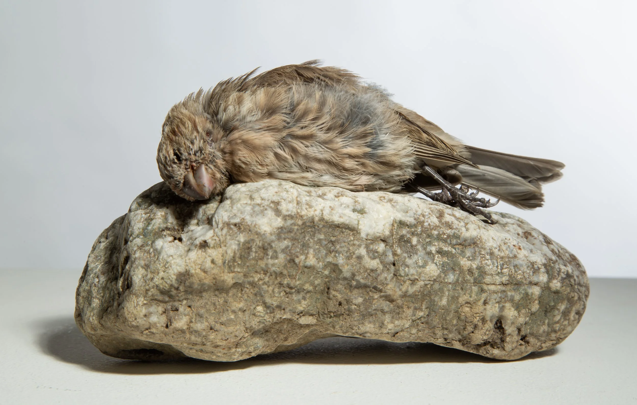 Bird&Rock.jpg