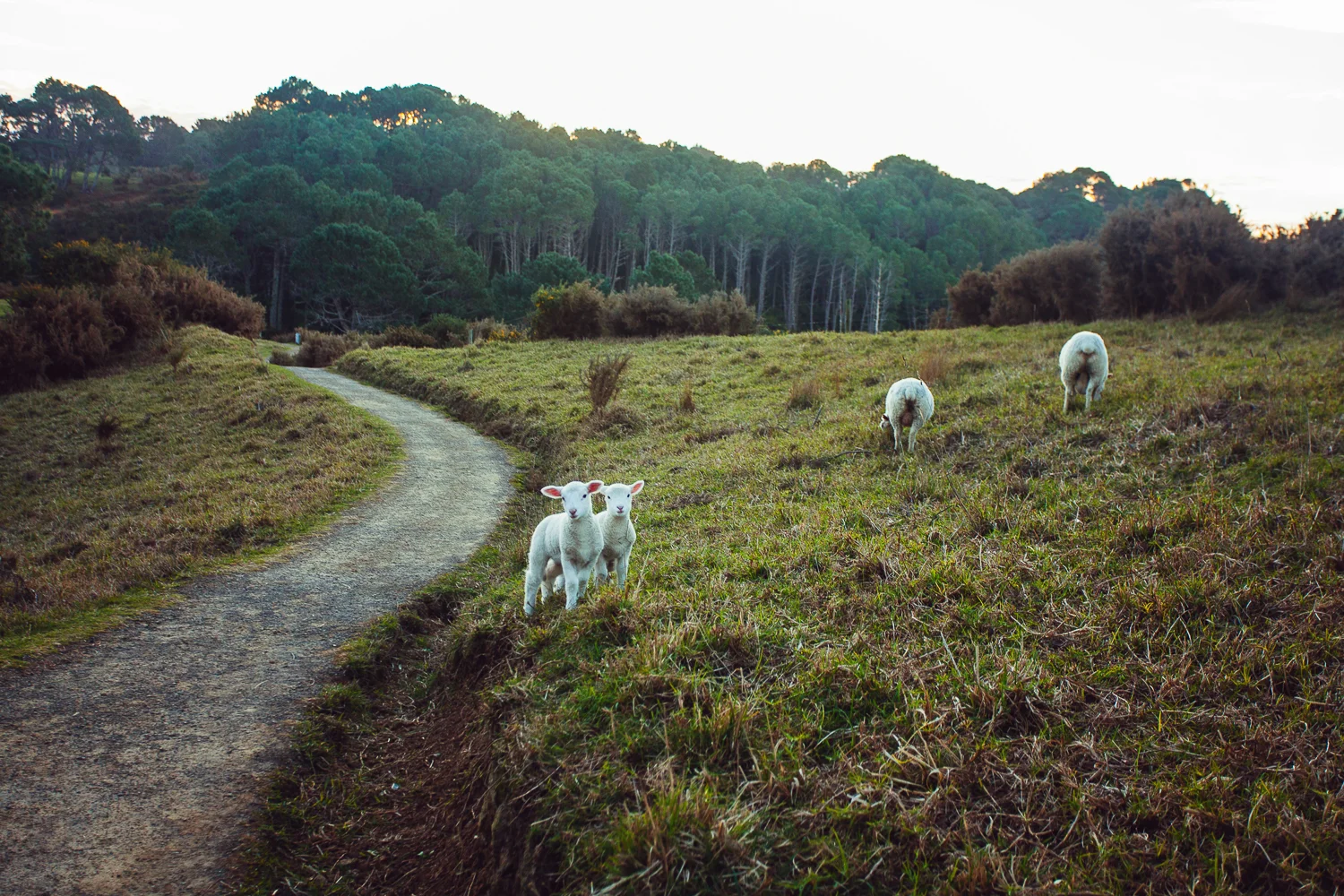nz (17 of 58).jpg