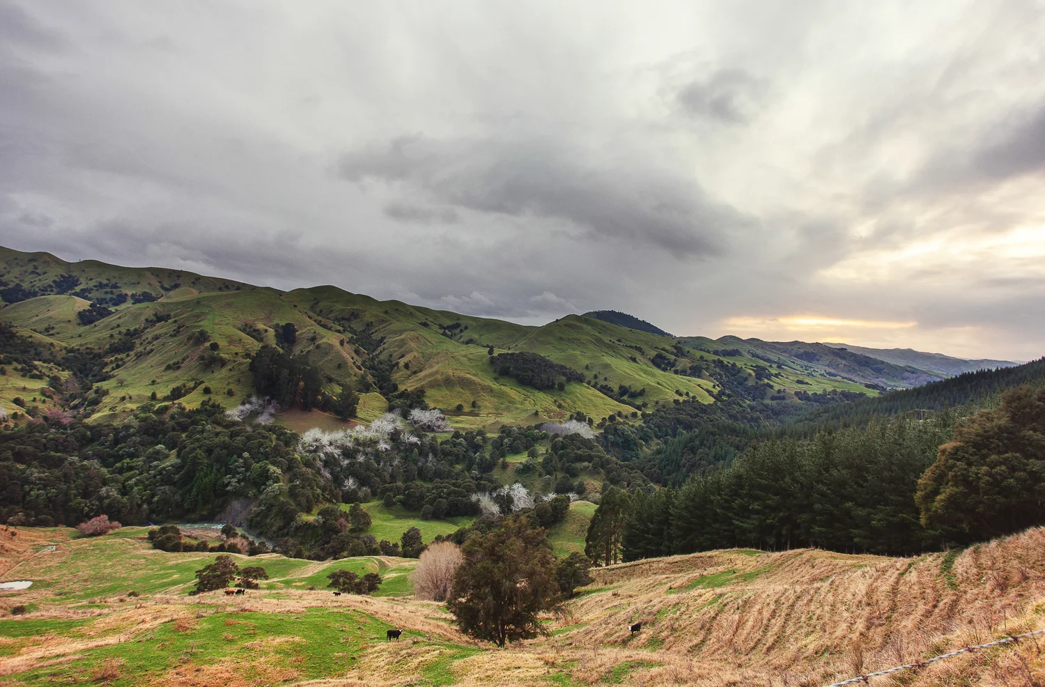 nz (24 of 58).jpg