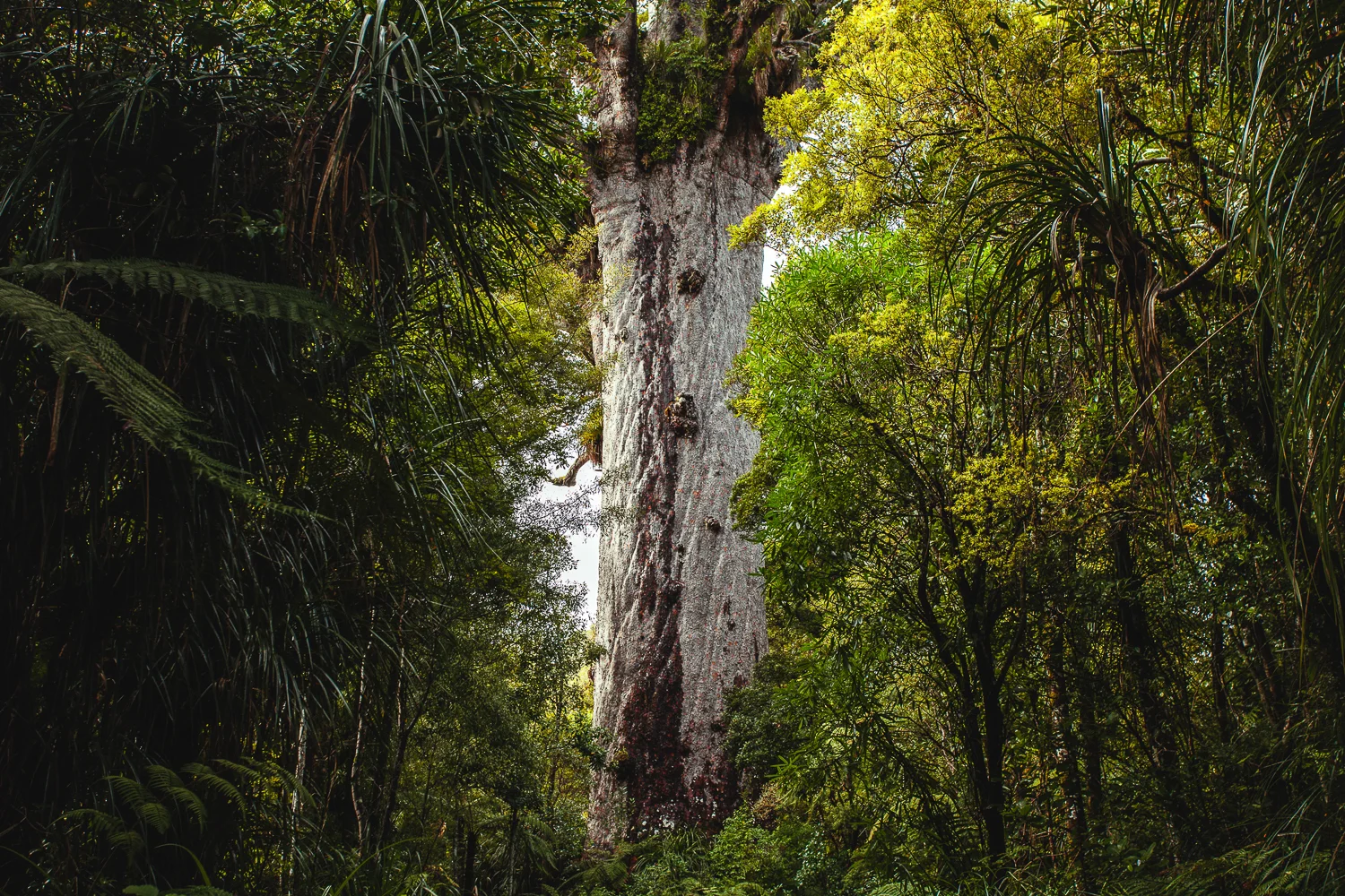 nz (26 of 58).jpg