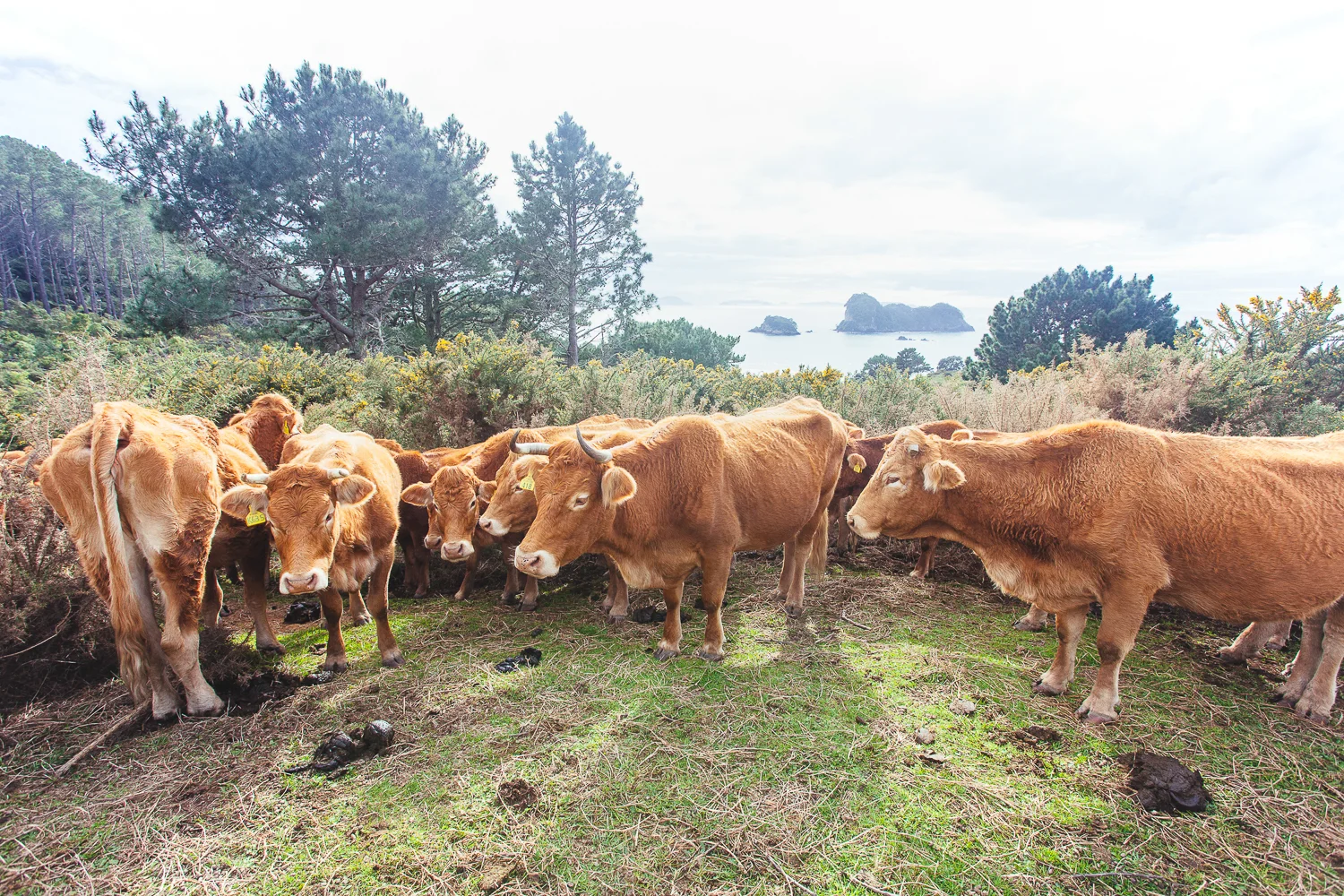 nz (30 of 58).jpg