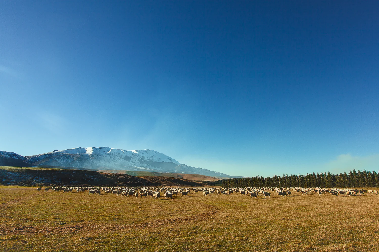 nz (58 of 58).jpg