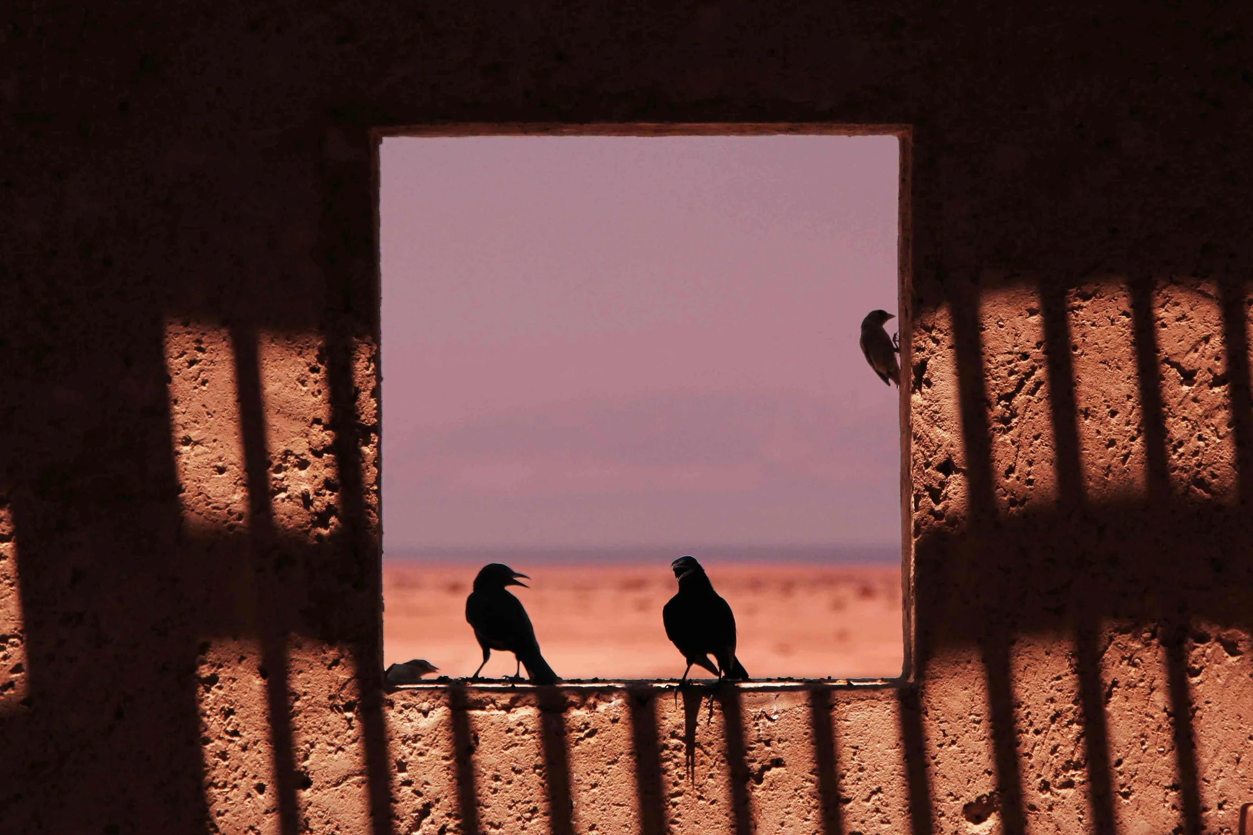 birds of masada.jpg