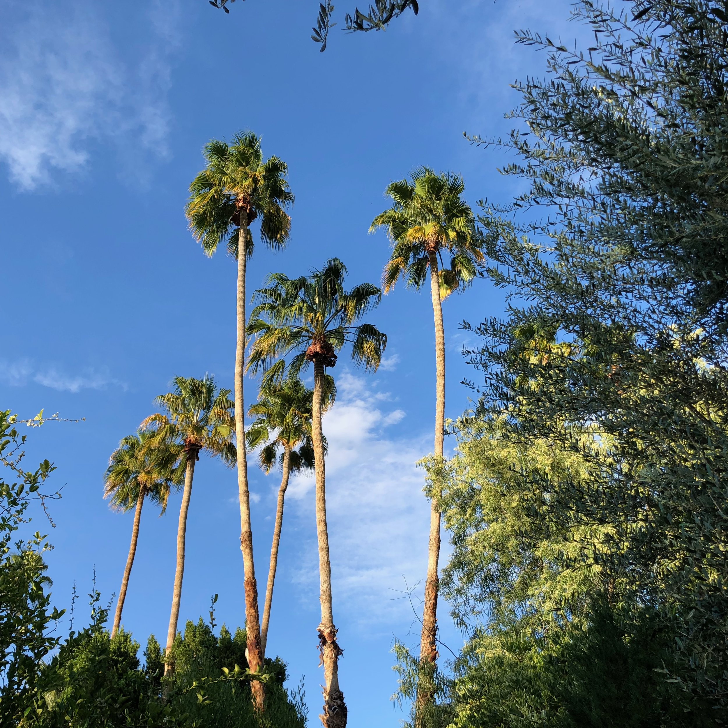  Palm Springs, CA 