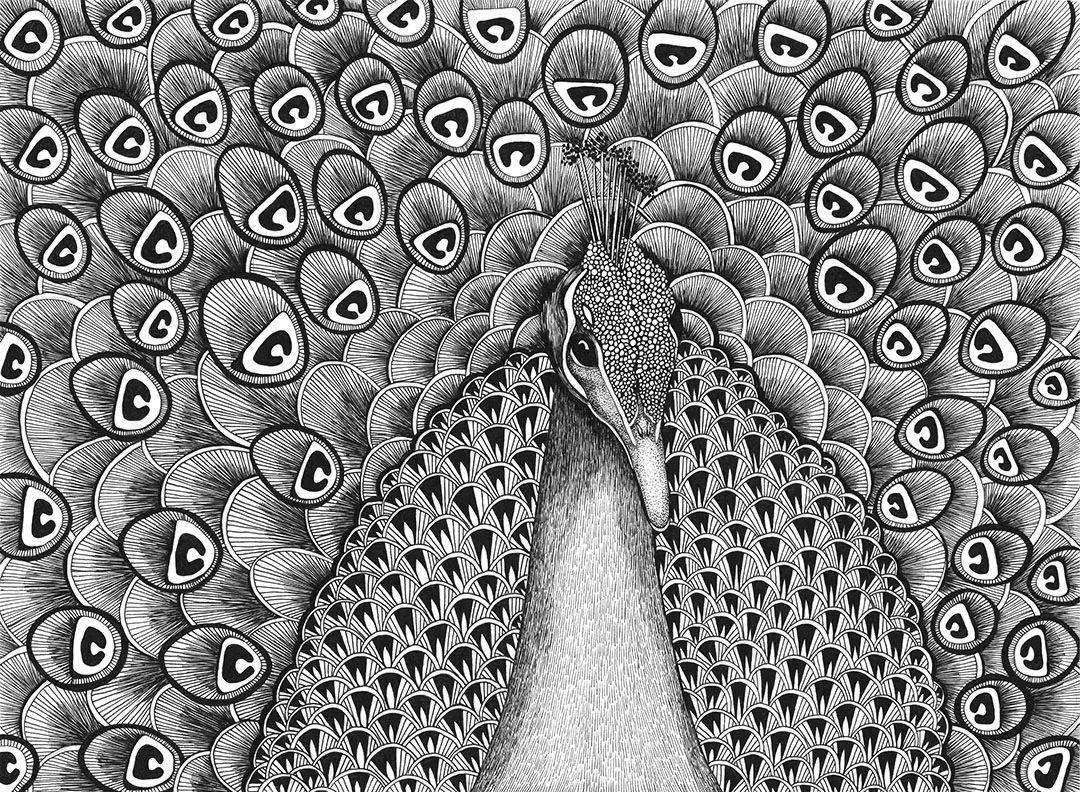 Peacock, 2011