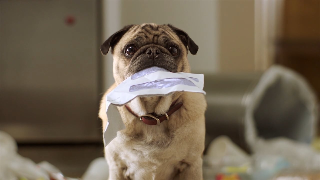 Kibbles - Fraud Protection