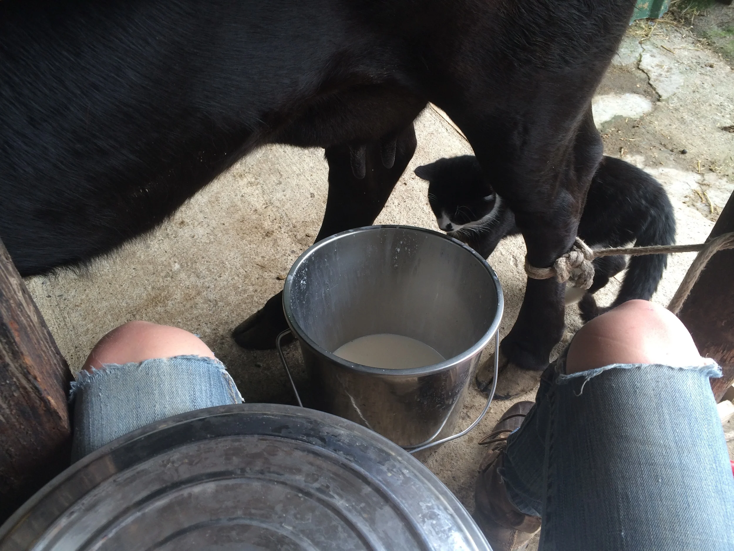 every morning and evening I milked the cow named Cara she was a Dexter cow. Thats luke the cat trying to sneak some milk. After milking we would chop wood. Susanna was way better at chopping wood then me but it was important cause thats what we used to keep warm and to dry our clothing. Since it rains all the time we was always wet. I loved Ireland but the one thing I hated was the RAIN!!!! I thought I might go crazy I never stopped feeling soggy. Olly told me Susanna could chop wood with one arm although I never saw it but I believe him she's one hell of a women. She would chop as fast as I could bring her a wheel barrel full