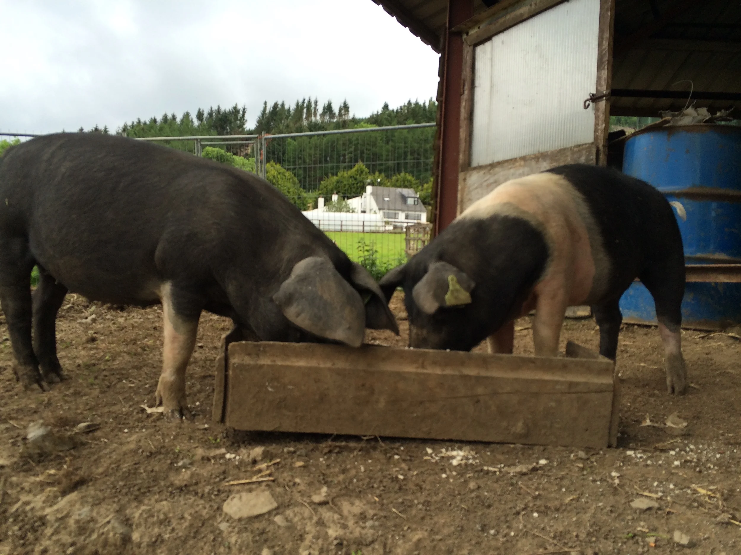 Meet Thelma and Louise ! I learned pigs are very smart and fast. because there so fat I thought they would be slow and lethargic NOT THE CASE AT ALL. Did you know pigs are some of the very few animals that make and designated area where they use the bathroom! 