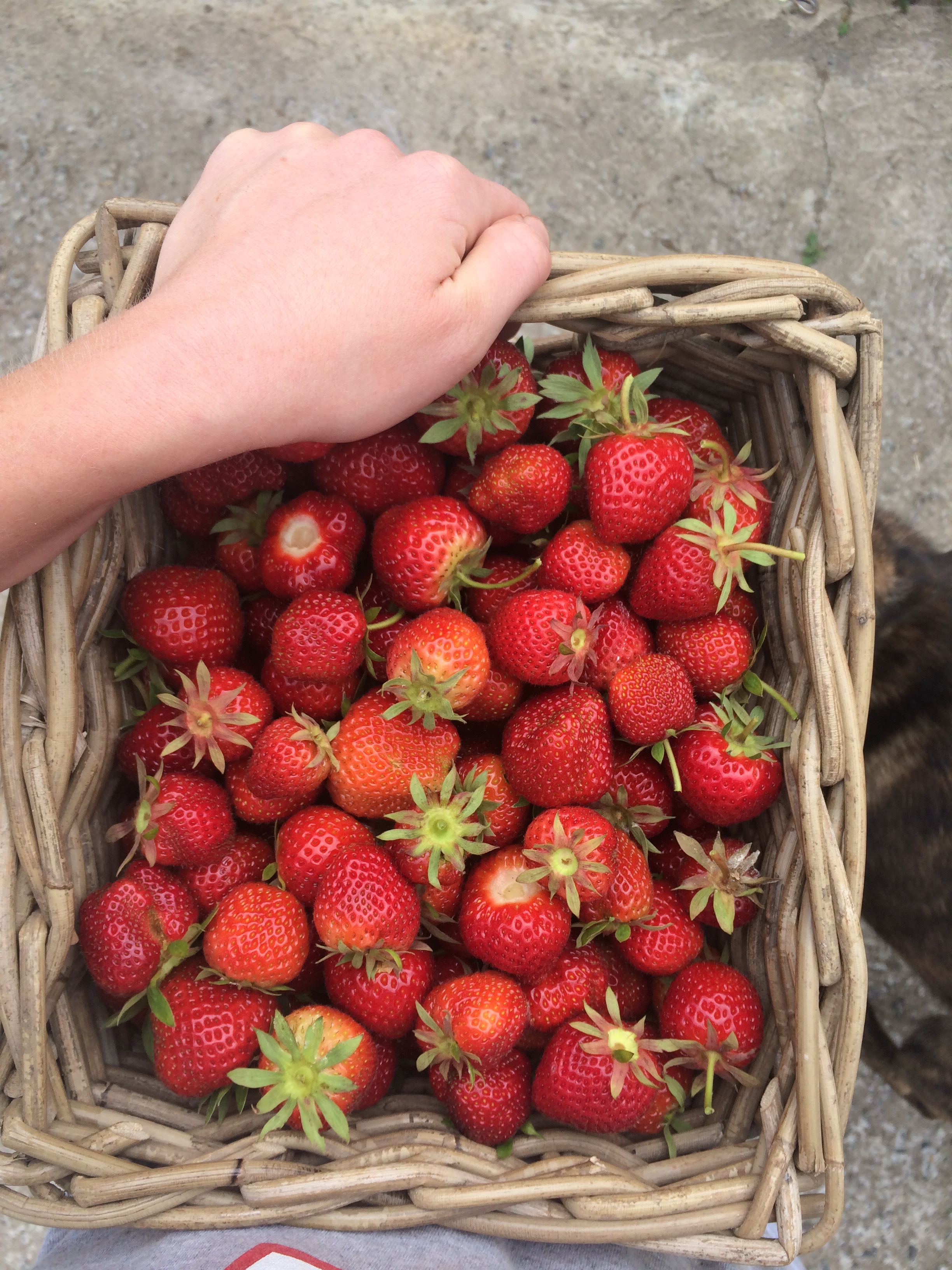 Olly loved strawberries and im glad because that means he planted alot !!! we had lots of jelly to add in the Yogurt we also made. 