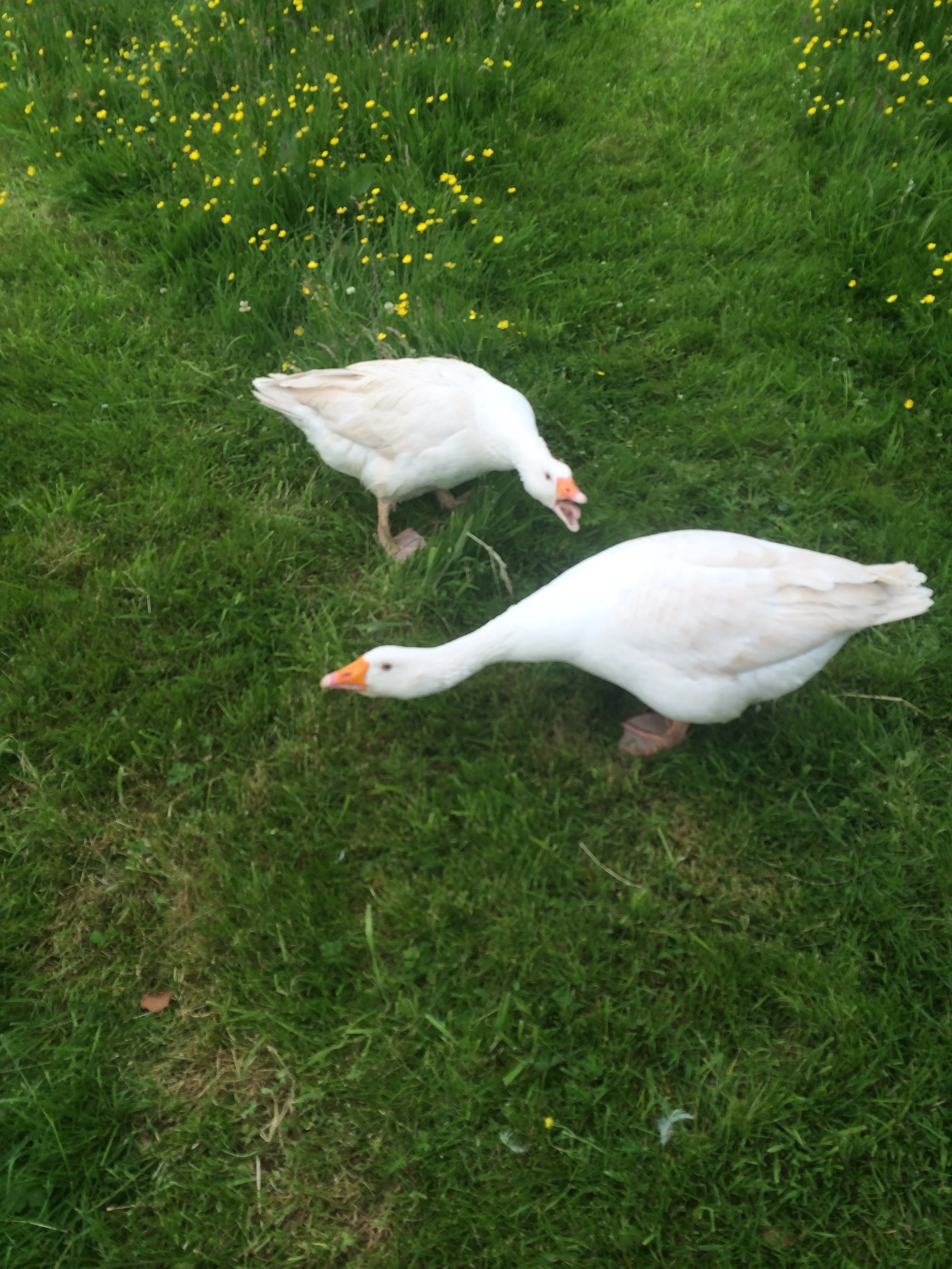 I hated the geese they where ass holes! but I still feed them...... thats all I got to say about them HA