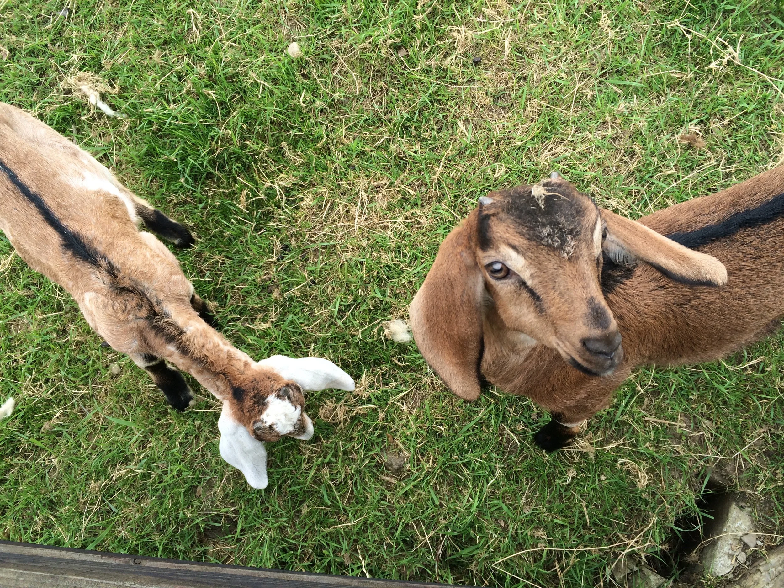 BUT ........ THE GOATS, OMG THE GOATS!!!! Hands down my favorite I miss them and have seriously been thinking about geting a baby goat!!! They do such funny things and are so soft. these 2 are the baby twins that where born 5 weeks before I got there, from mama Darcy. I only milk Darcy in the evening because the kids suck her at night then in the morning I put her out in the pasture where she eats and makes more milk that I take in the evening but her supper mommy skill's allow her to still hold some back for the kids. You will milk her and think she's dry but no! I put her in the pen with her babies and I see her udder fill back up and the kids go to town, its not alot of milk so I feed her so she will make more for them.
