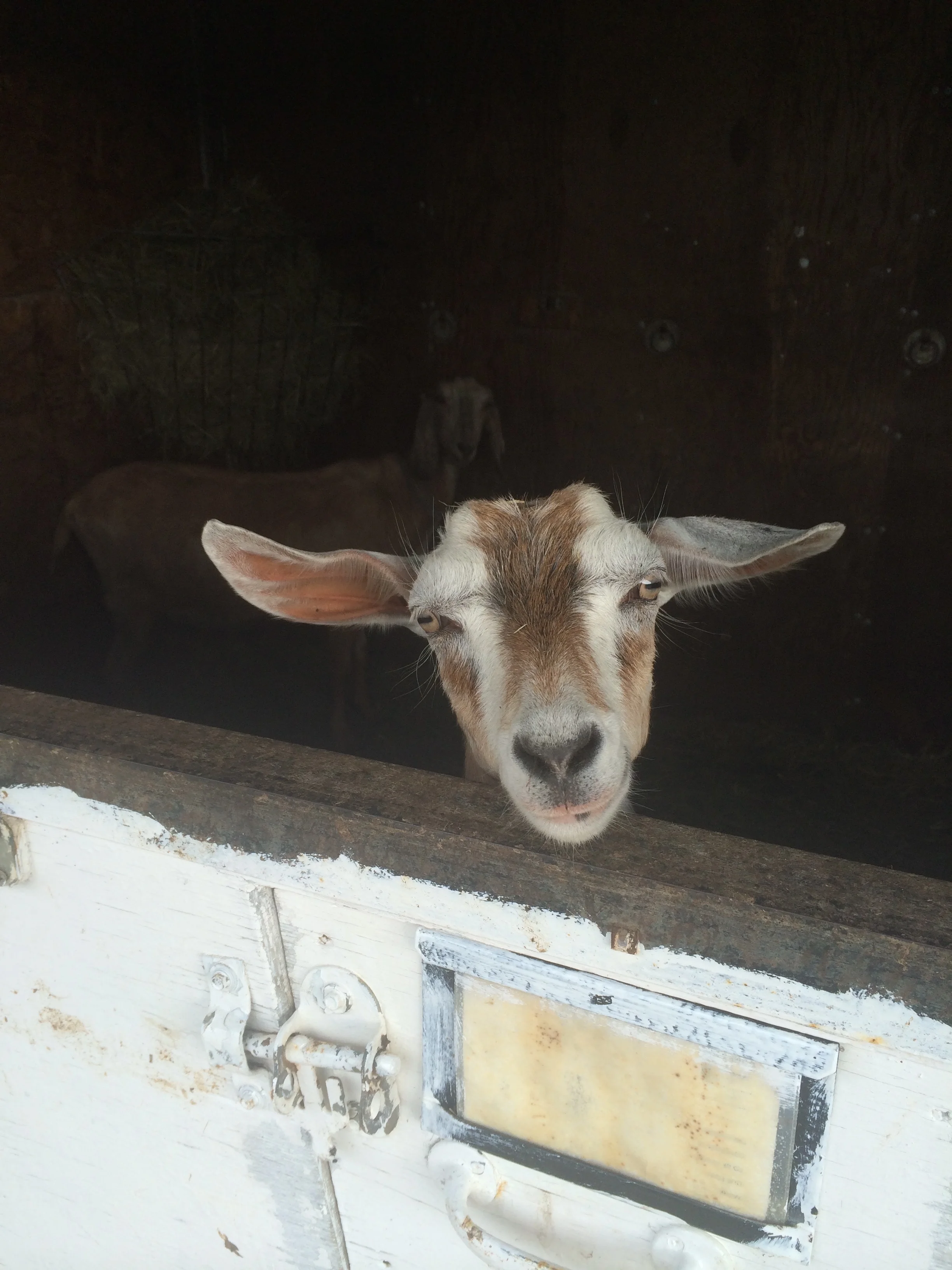 this is Archy and Jarjar in the background she's the tallest goat. Archy is their pet he will never be anything but a pet and you can tell he's spoiled you can guarantee he will do something funny once a day. They where a handful but worth it! Goats are a herd animals so they always like to be together so if I separate them for just one second they freak out. Someday's if I was tired or sore from my chores the day before 