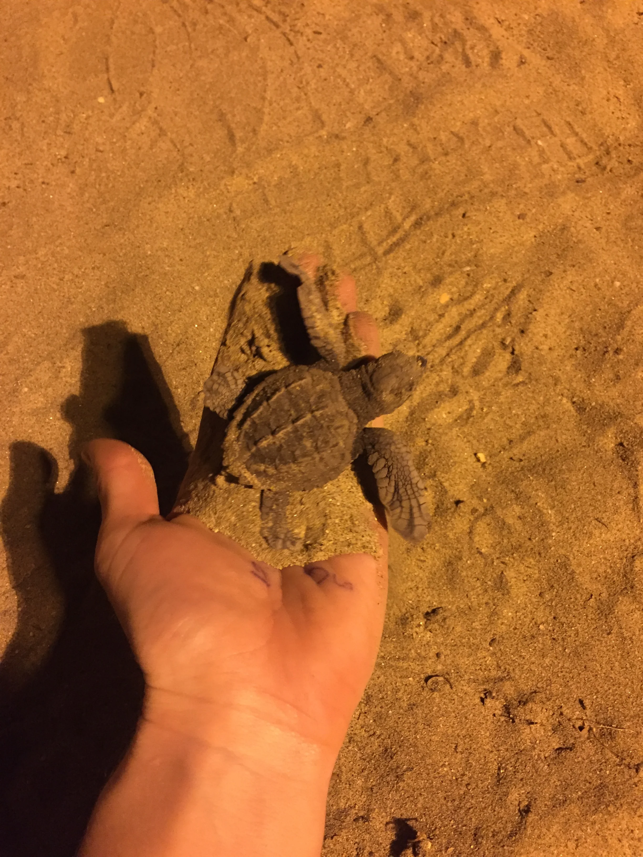 baby turtles that hatched and we took to the sea happiest life moment ever. 