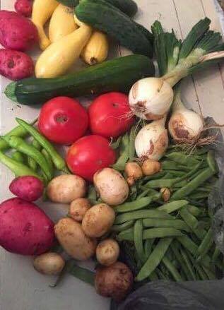 Veggies from Windy Hill Farms and Martha D 