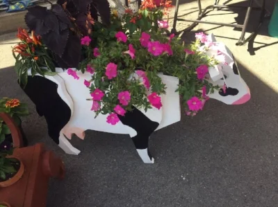 the very popular cow planters made by Steven Bullock from Main Street Woodworking 