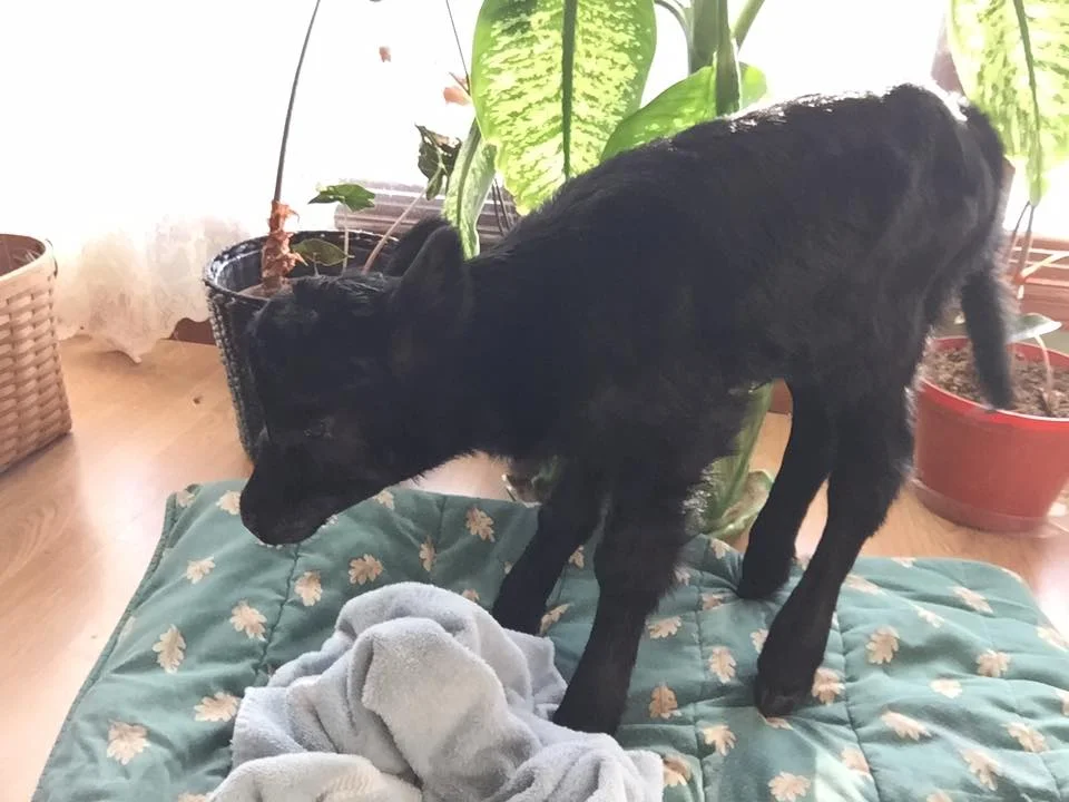 first time she stood up 