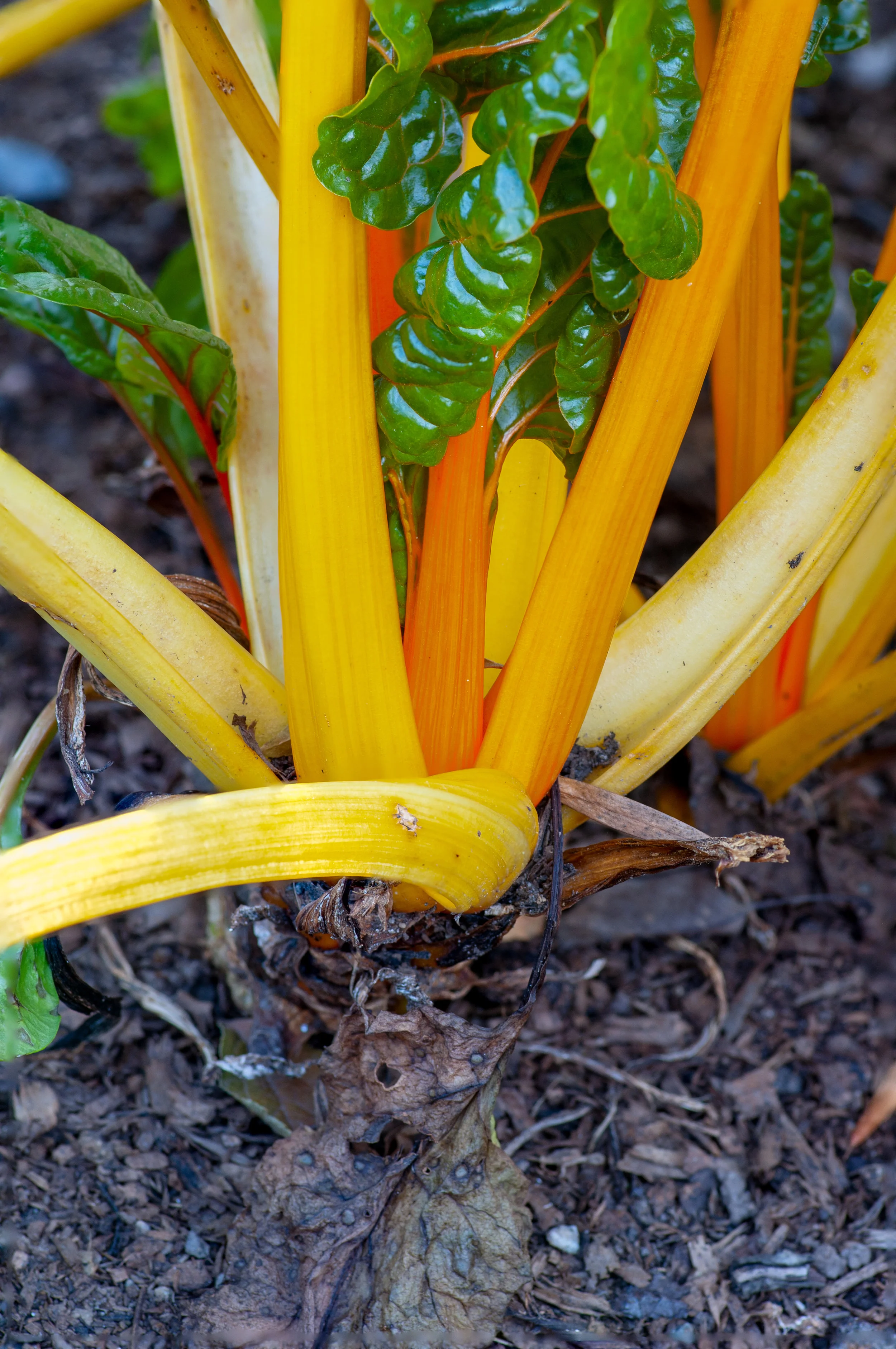 Yellow Rhubarb