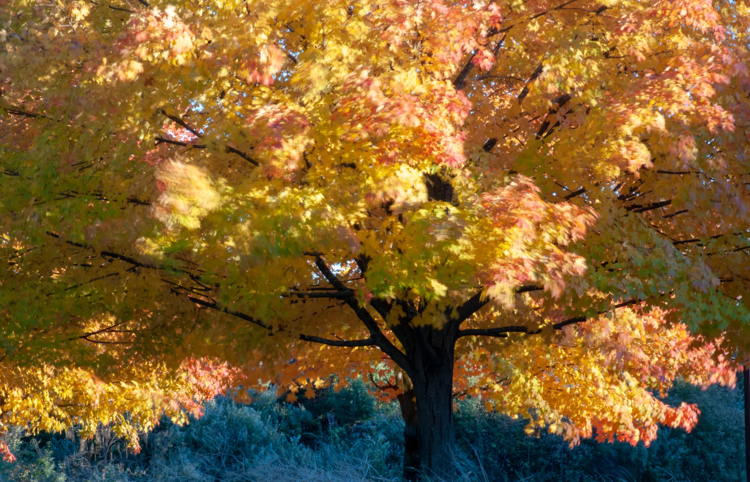 Fall Leaves-9100.jpg