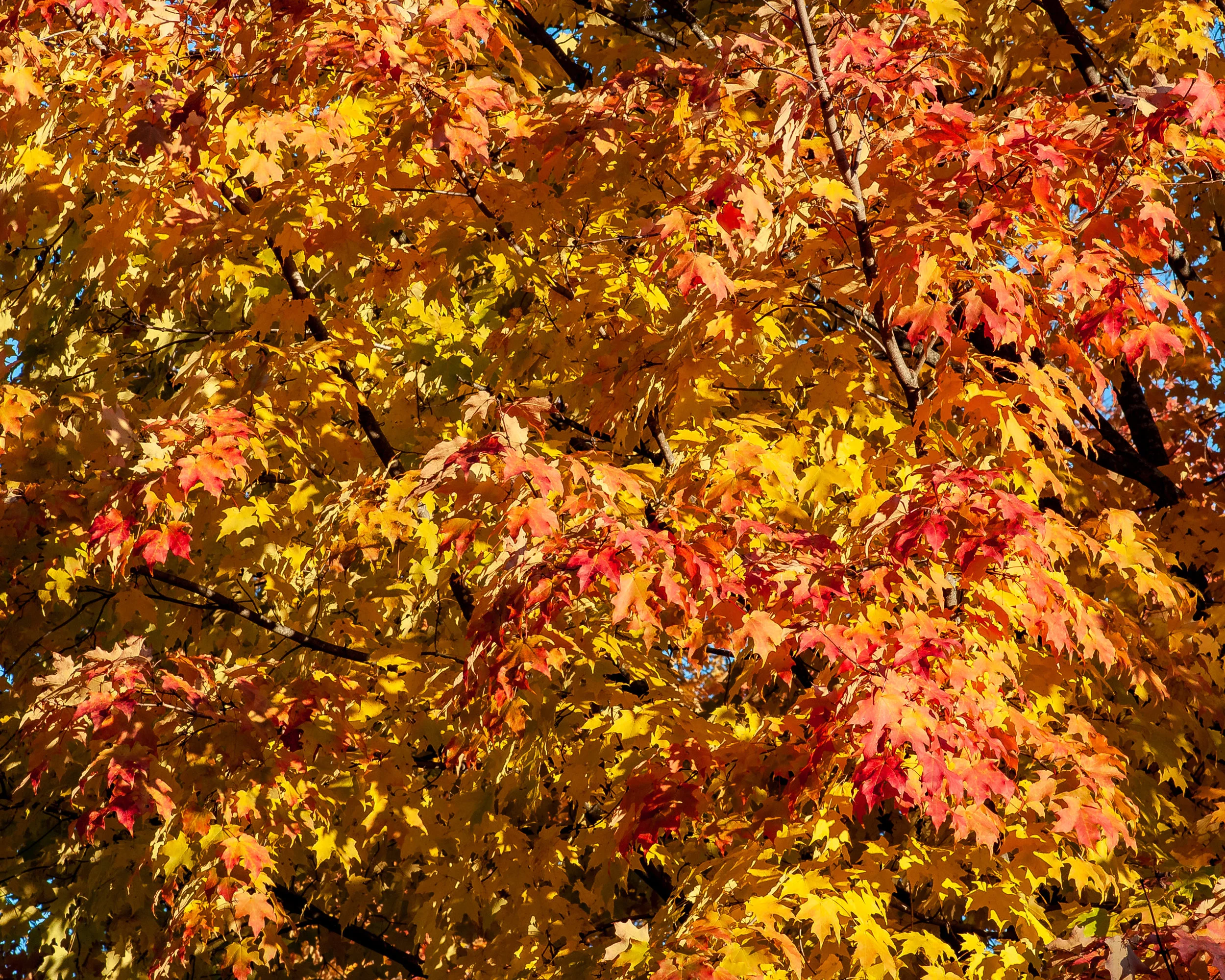Fall Leaves-9112.jpg