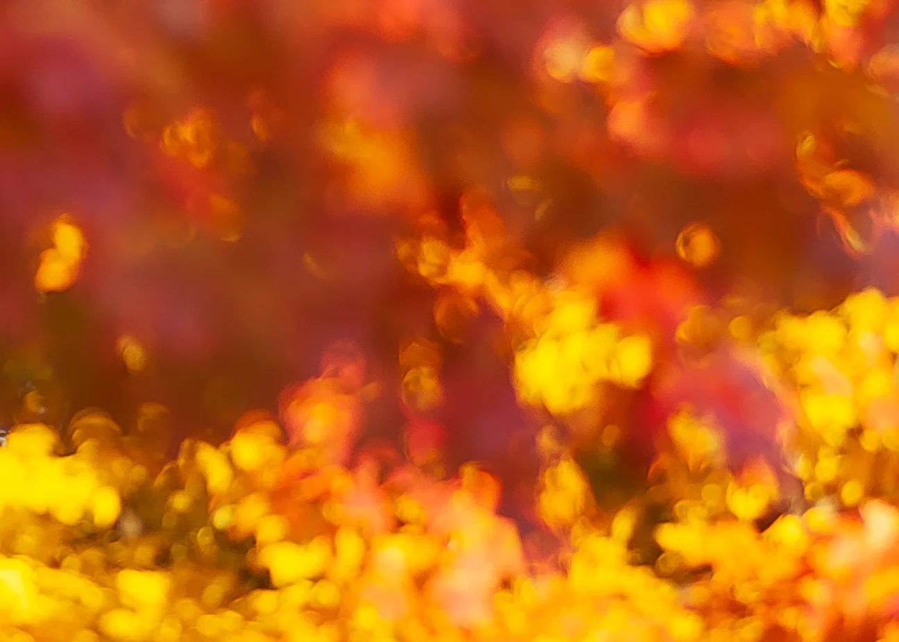 Fall Leaves-9135.jpg