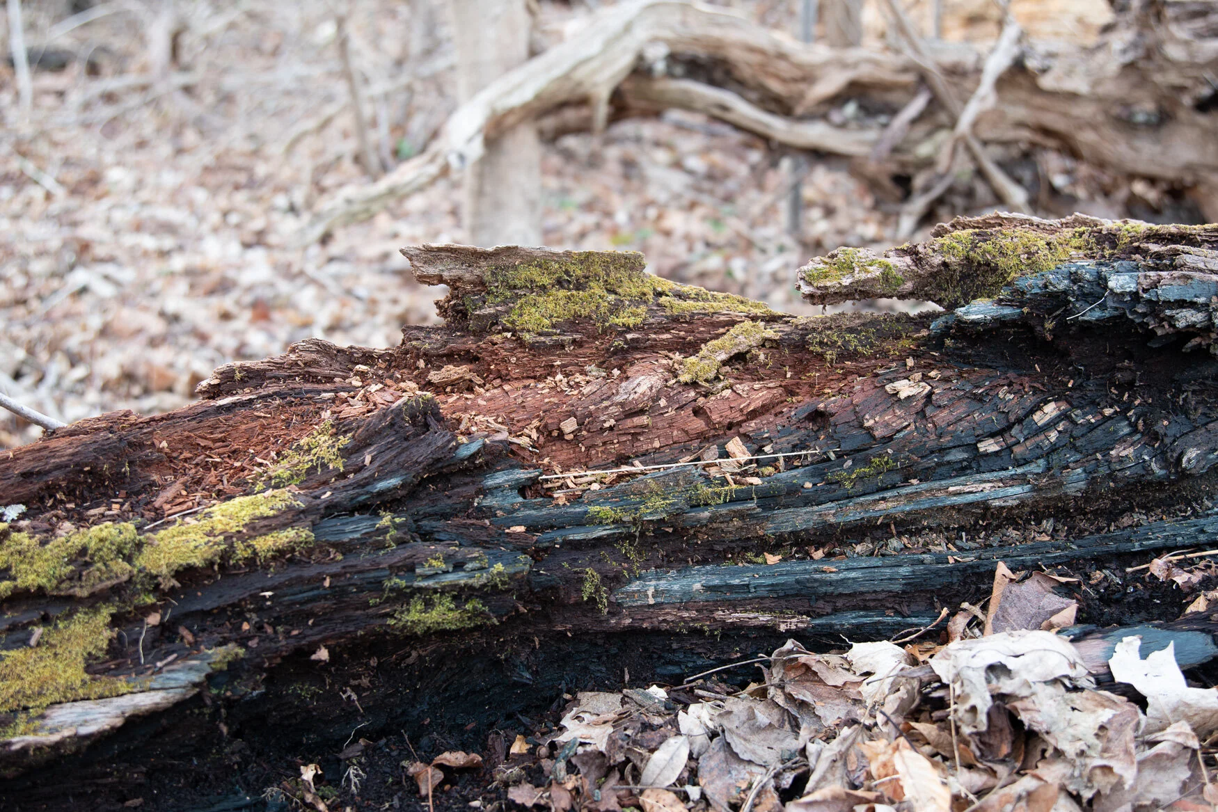 20200129 GLP-3147.jpg