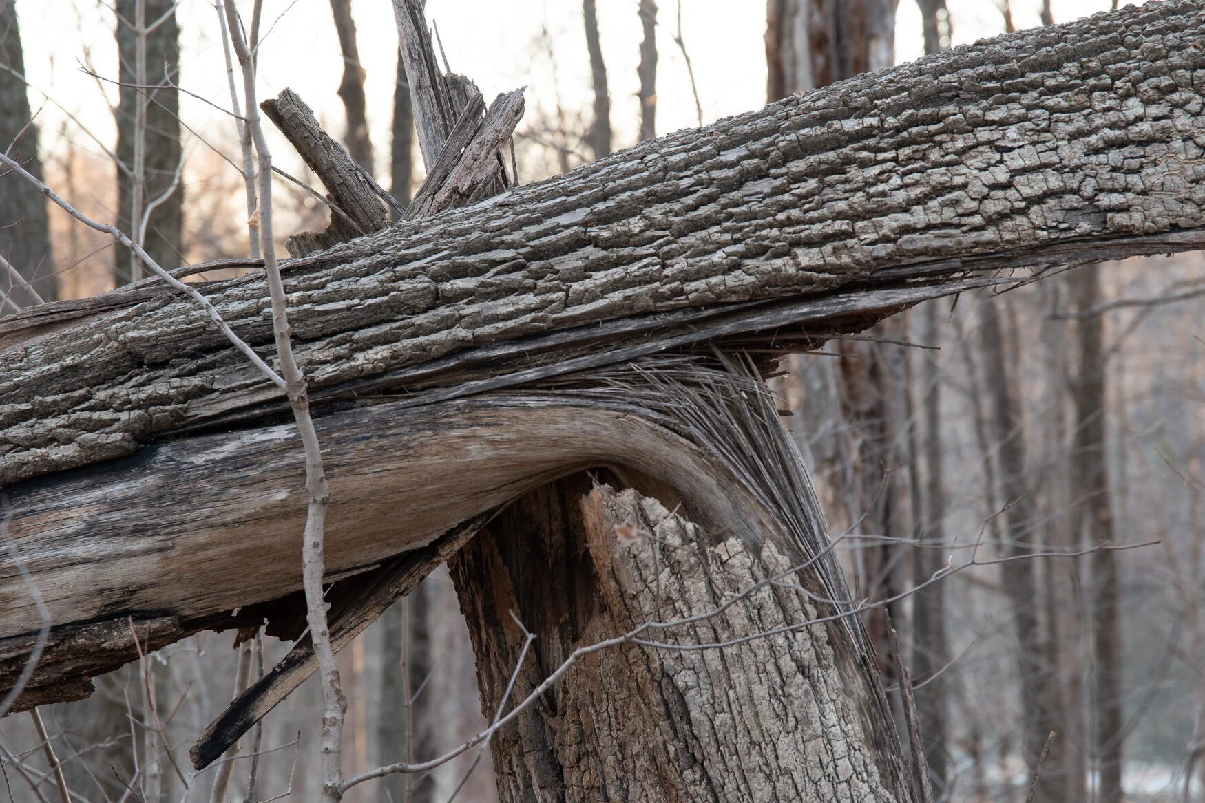 20200129 GLP-3150.jpg