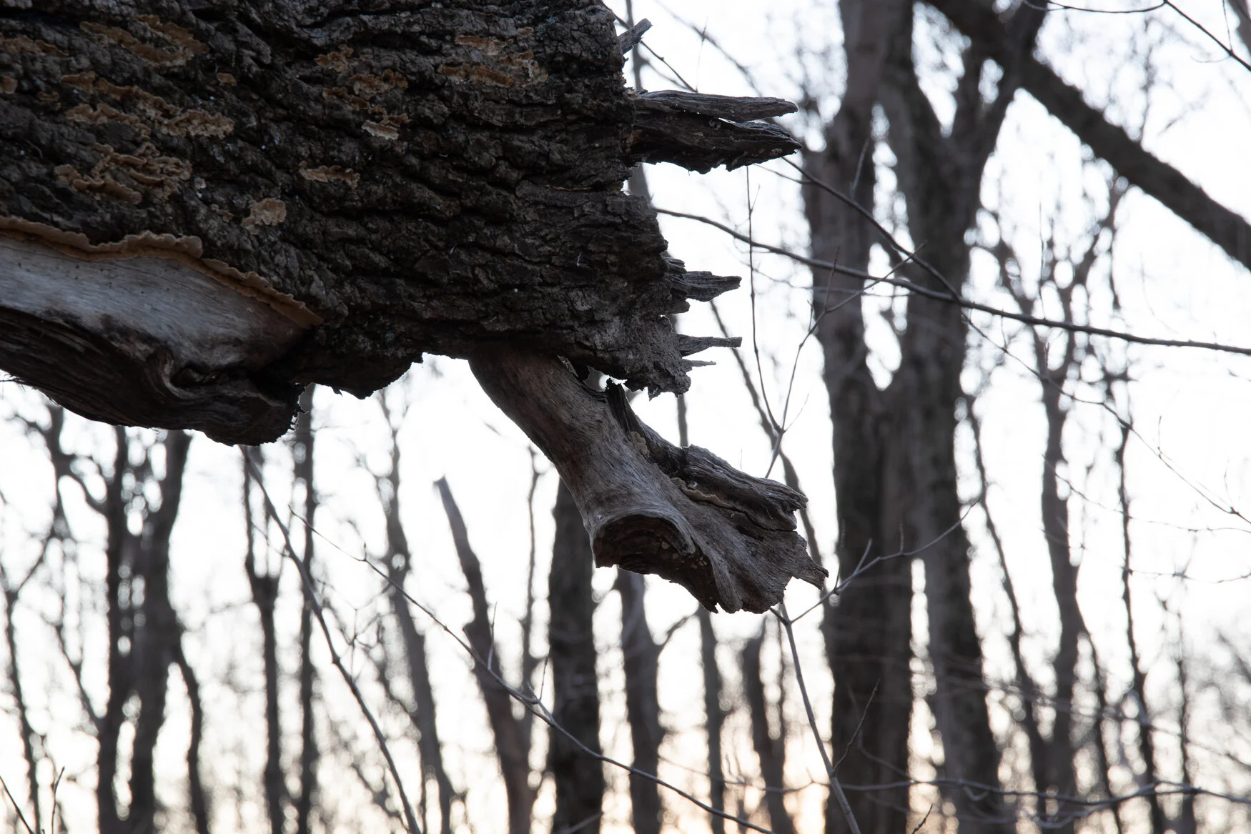 20200129 GLP-3166.jpg