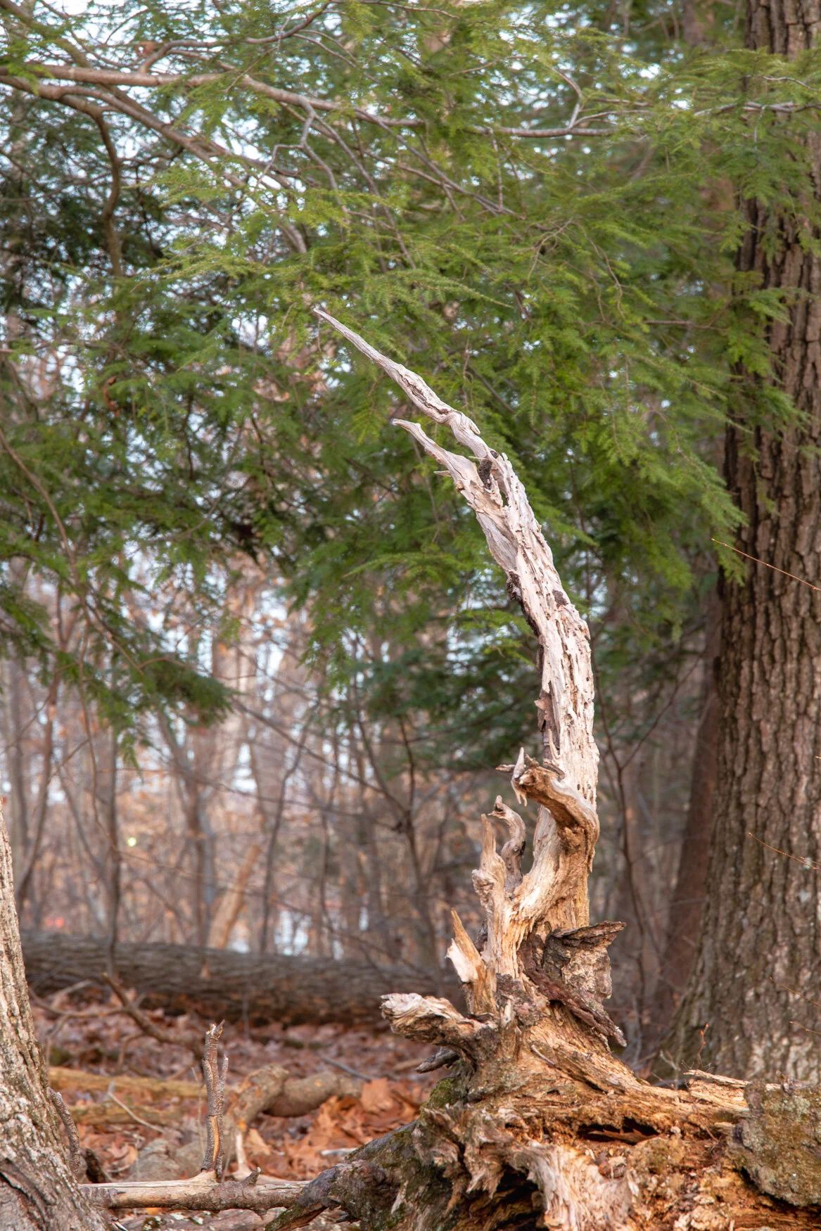 20200129 GLP-3180.jpg