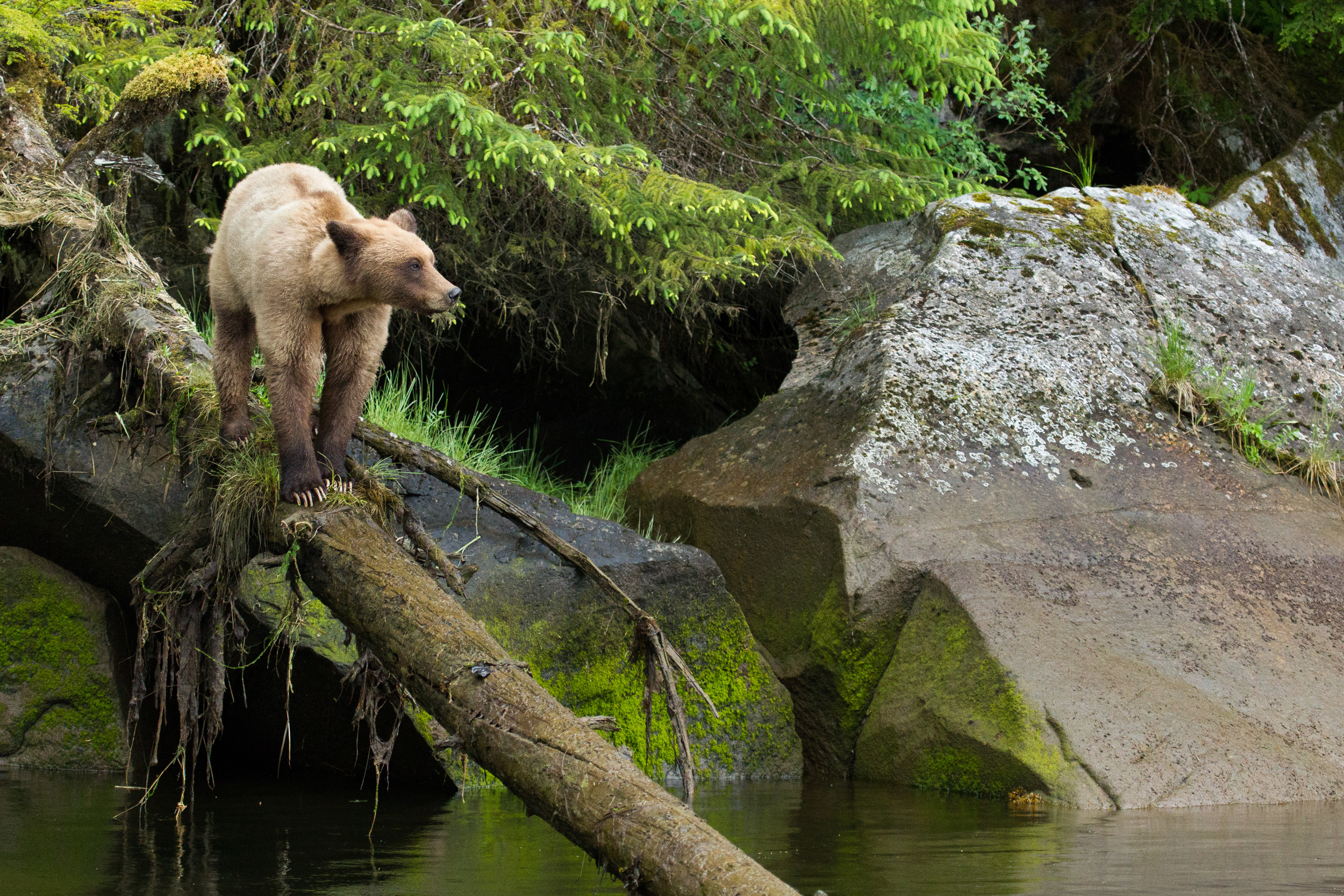 Brown Bear on a Log