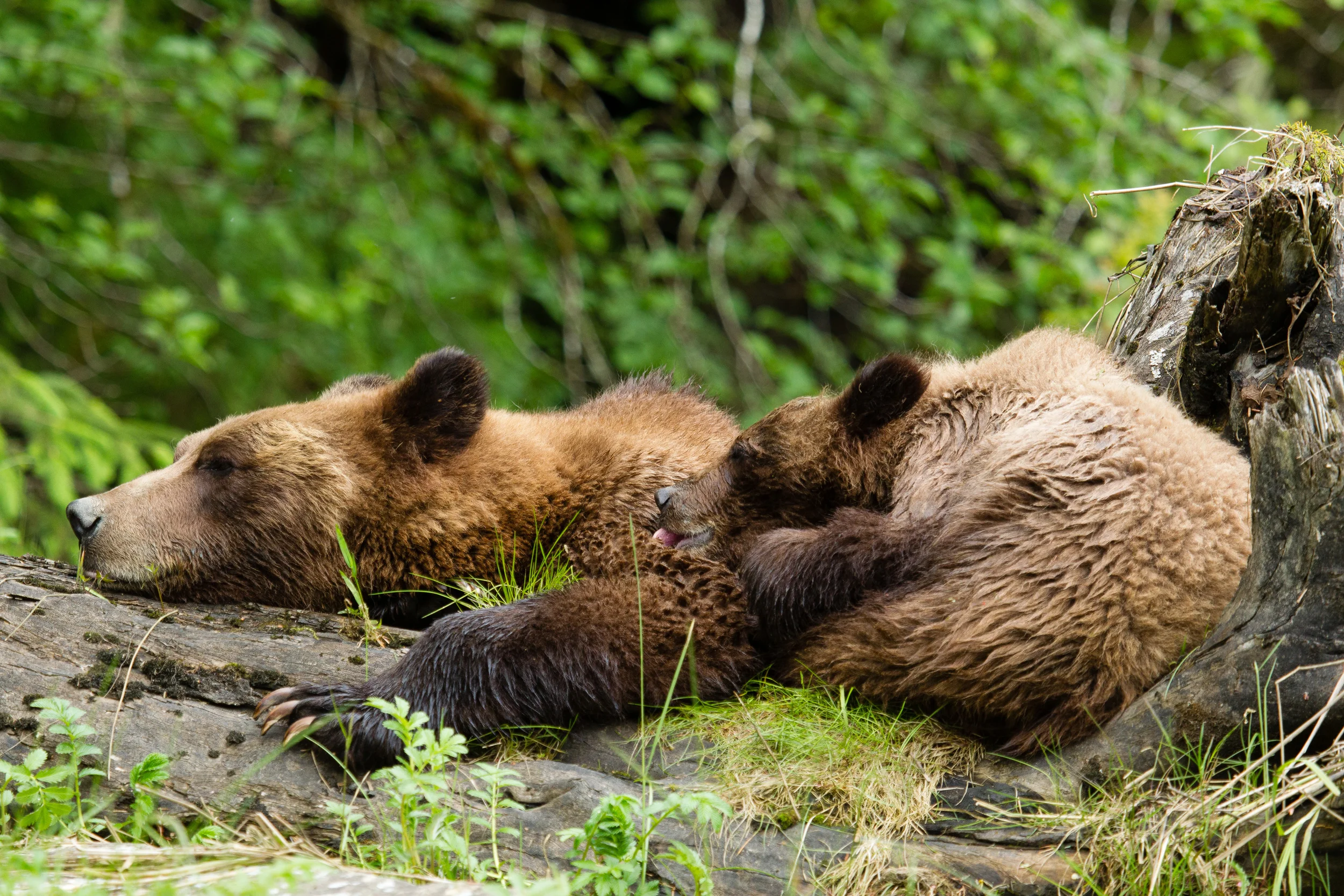 Brown Bear and Cub