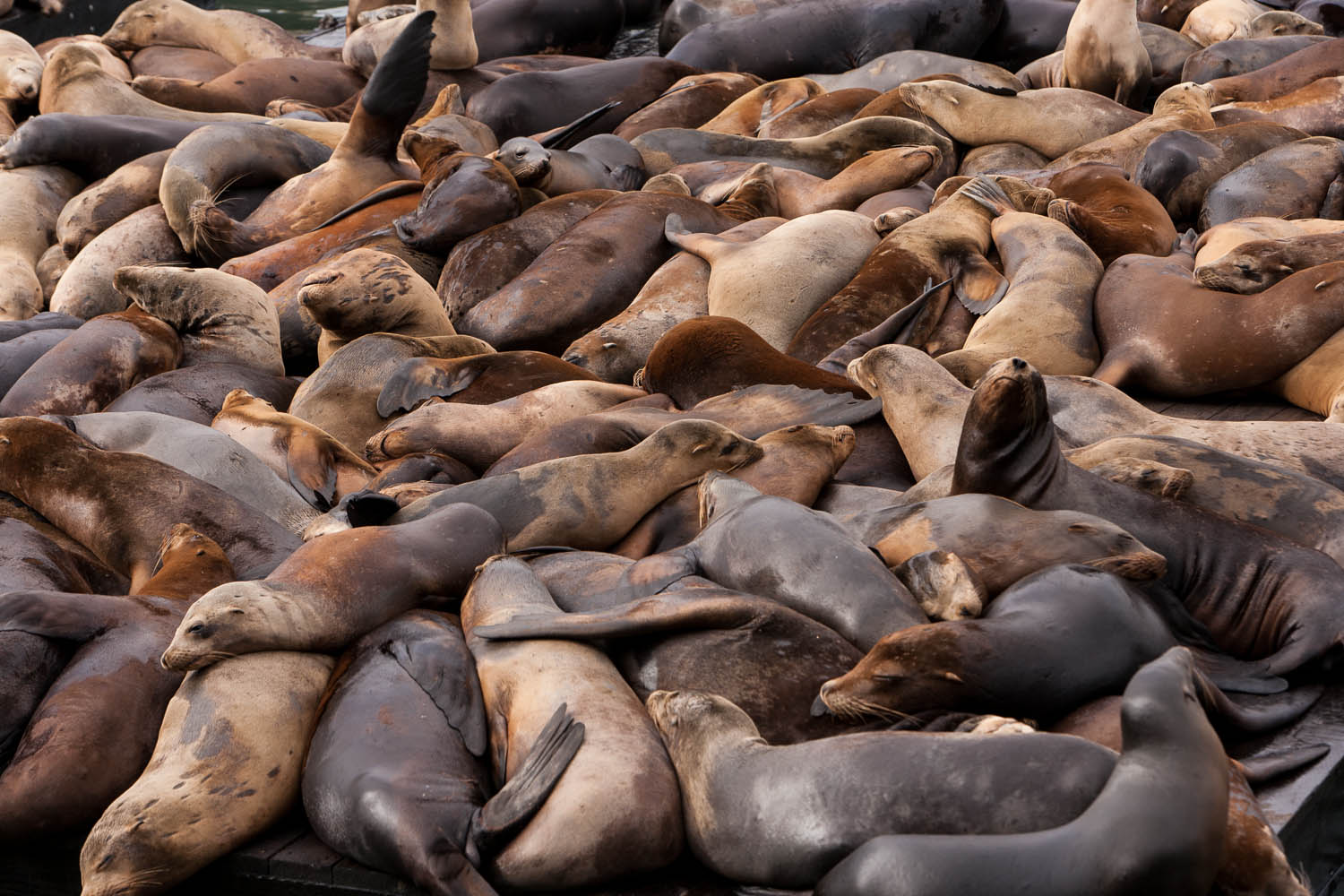 Sea Lions Relaxing