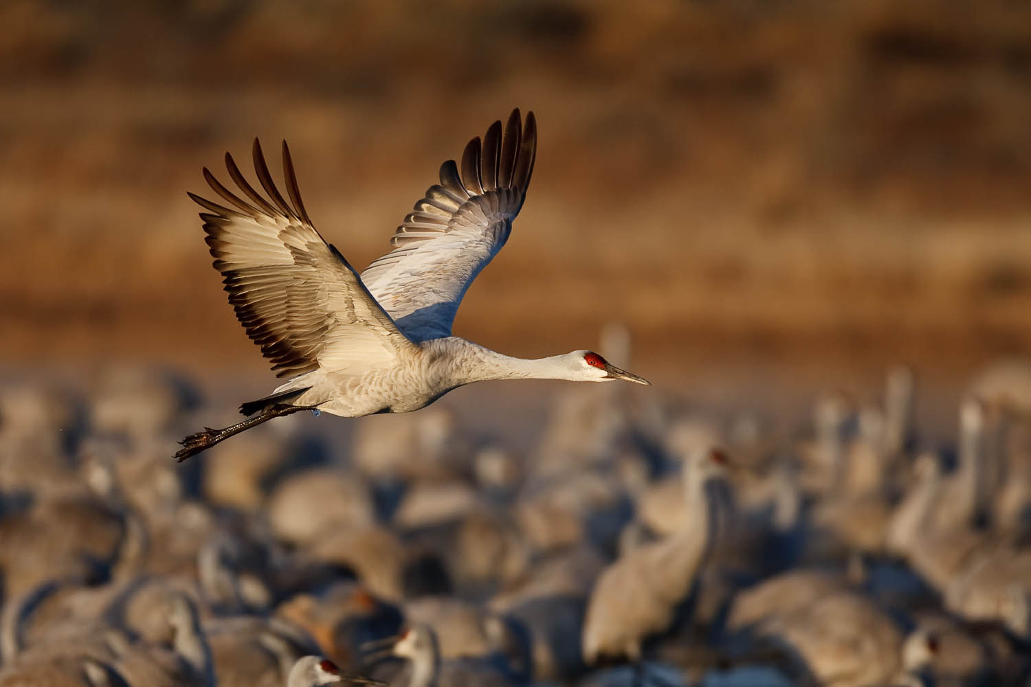 Sandhill Crane