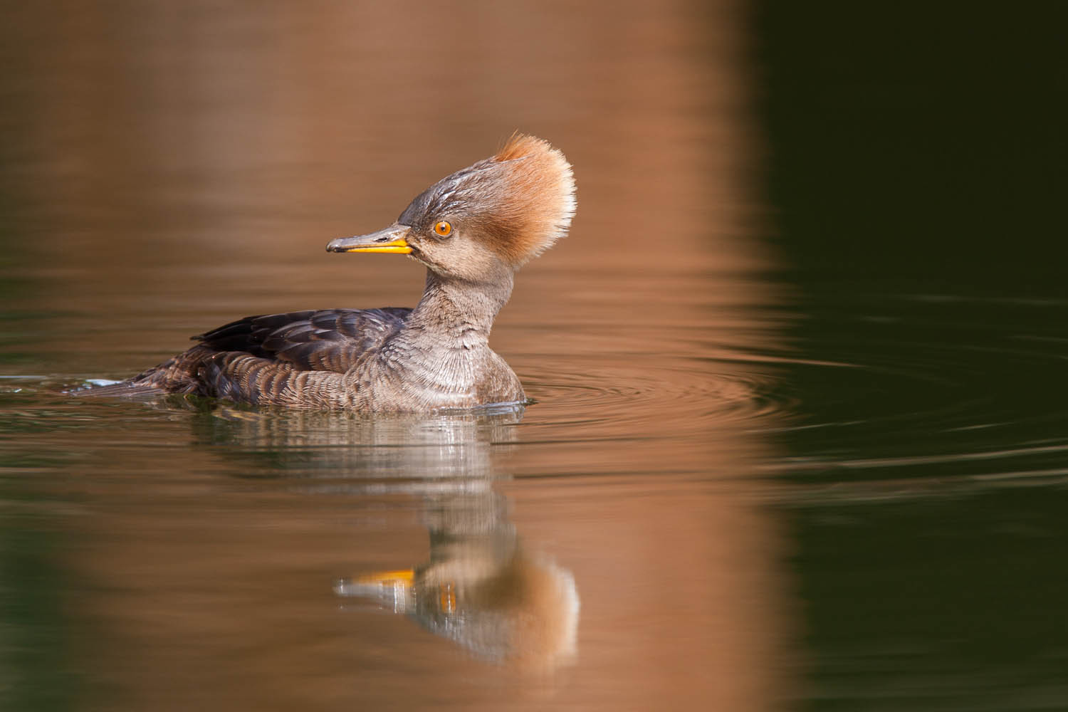 Merganser