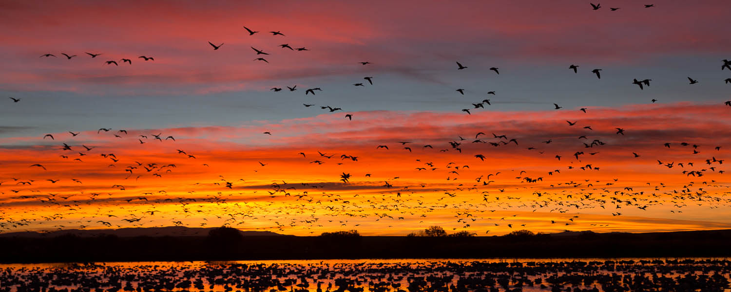 Snow Geese at Sunrise