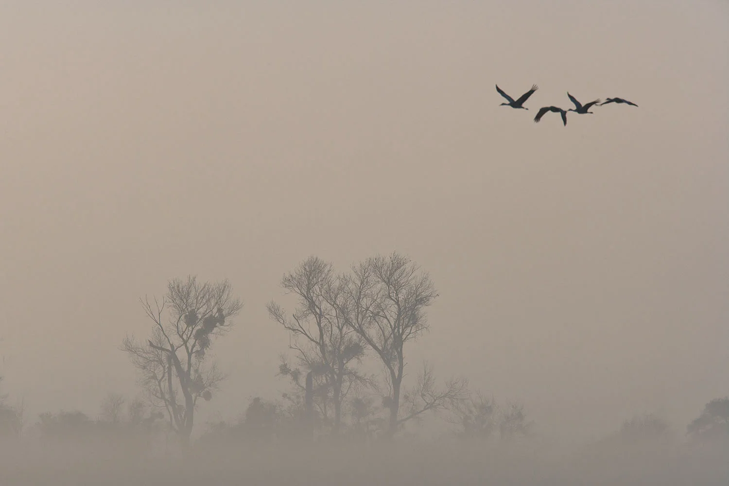 Foggy Flight