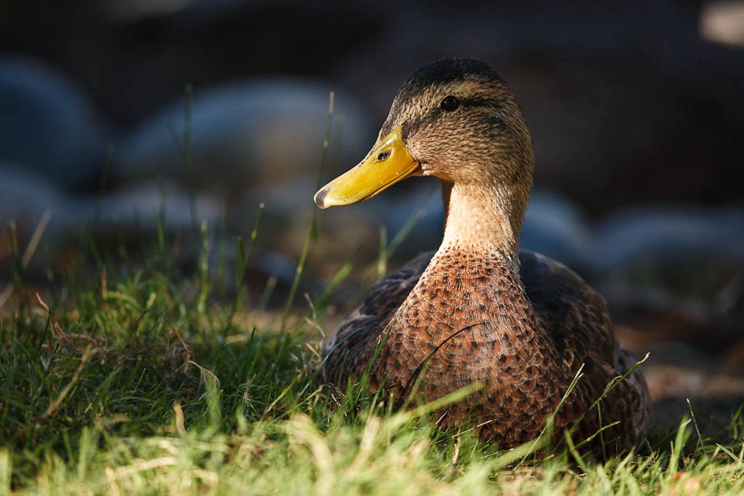 Just a duck