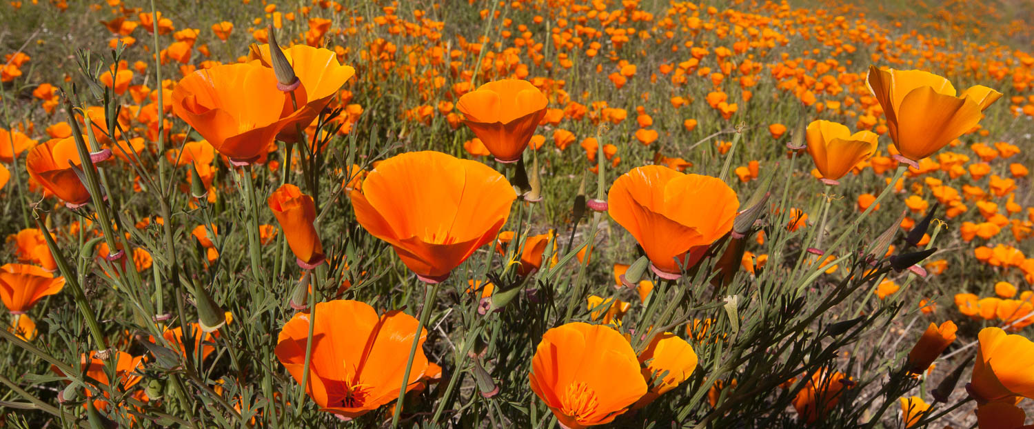 Poppies