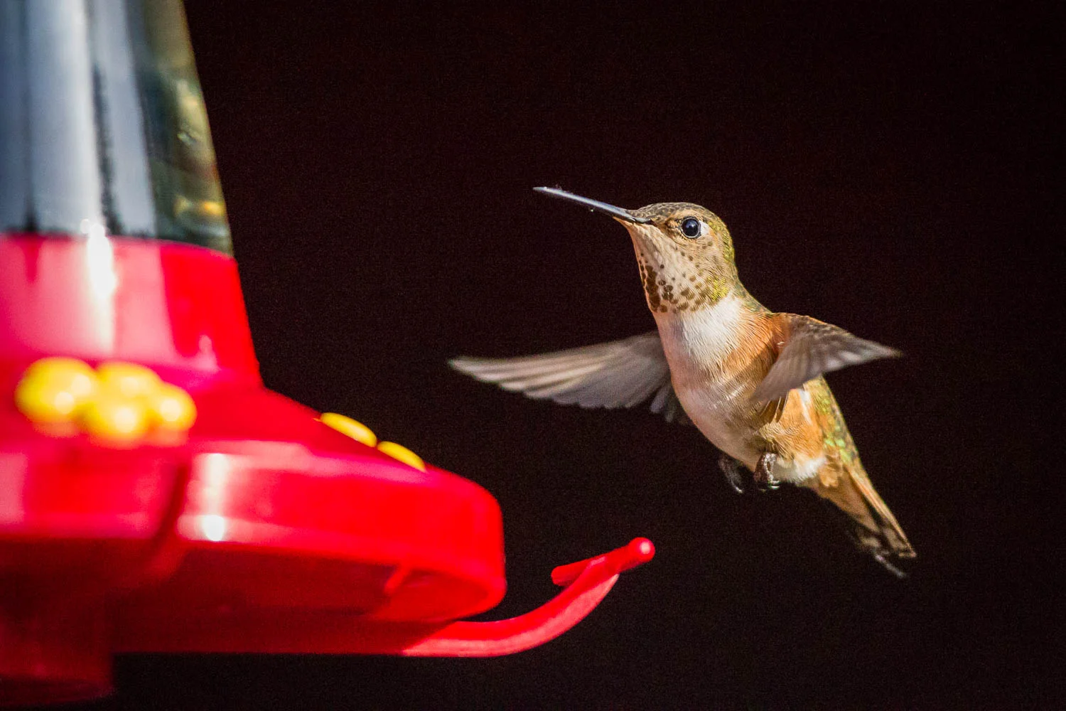 Rufous hummingbird at the backyard feeder