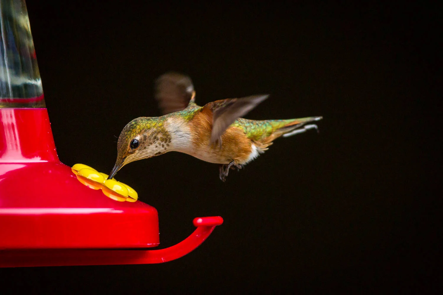 Rufous hummingbird at the backyard feeder