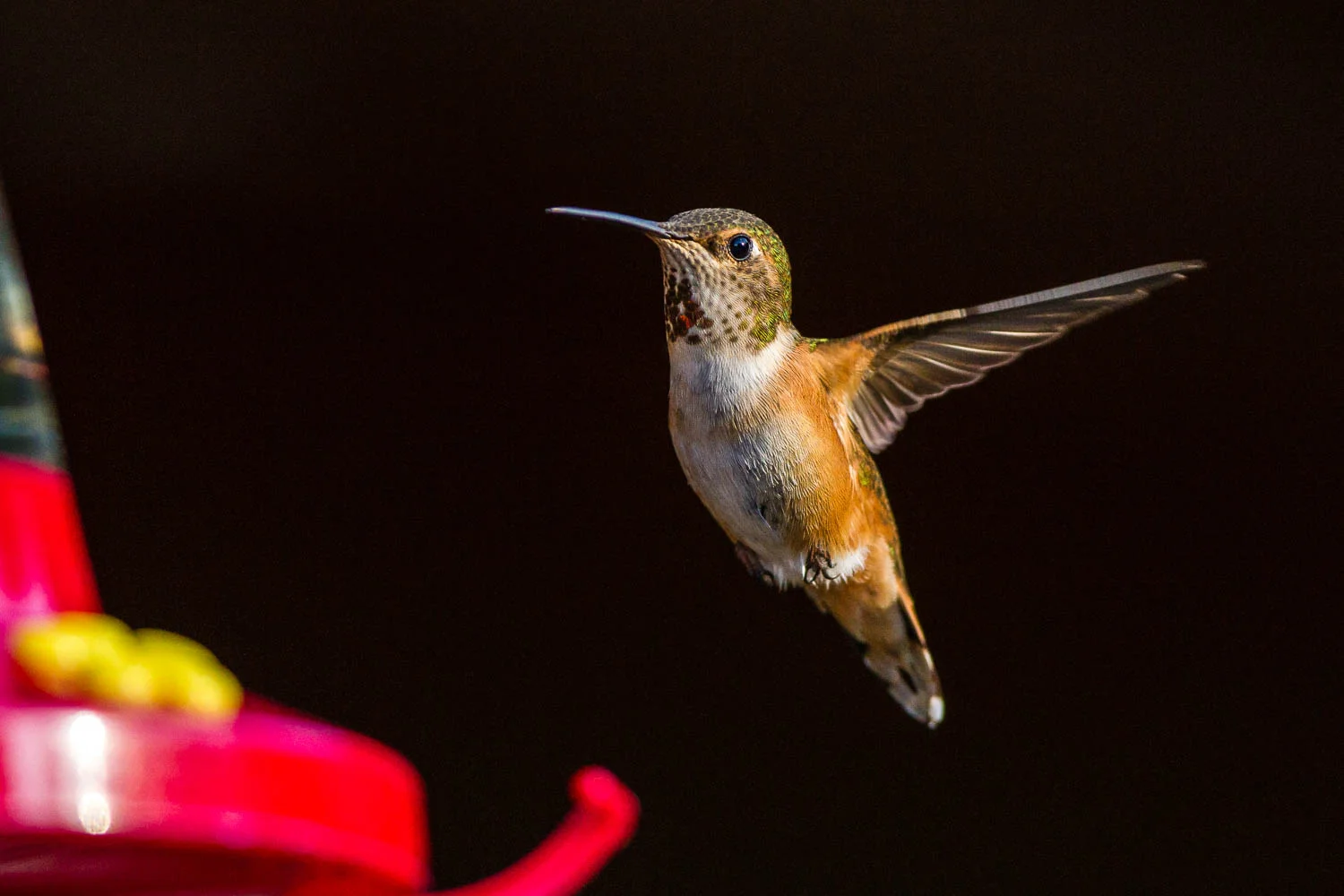Rufous hummingbird at the backyard feeder
