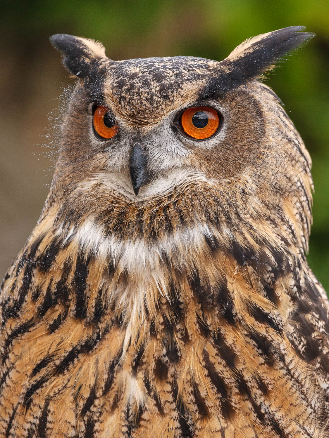 Eurasian Eagle-Owl