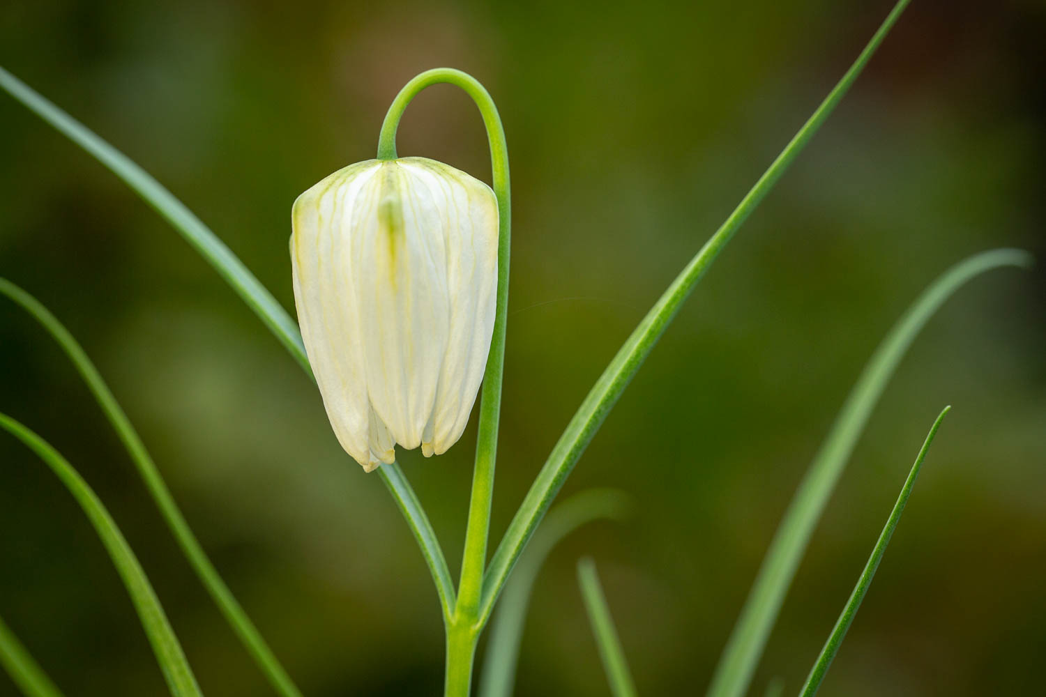 Fritillaria