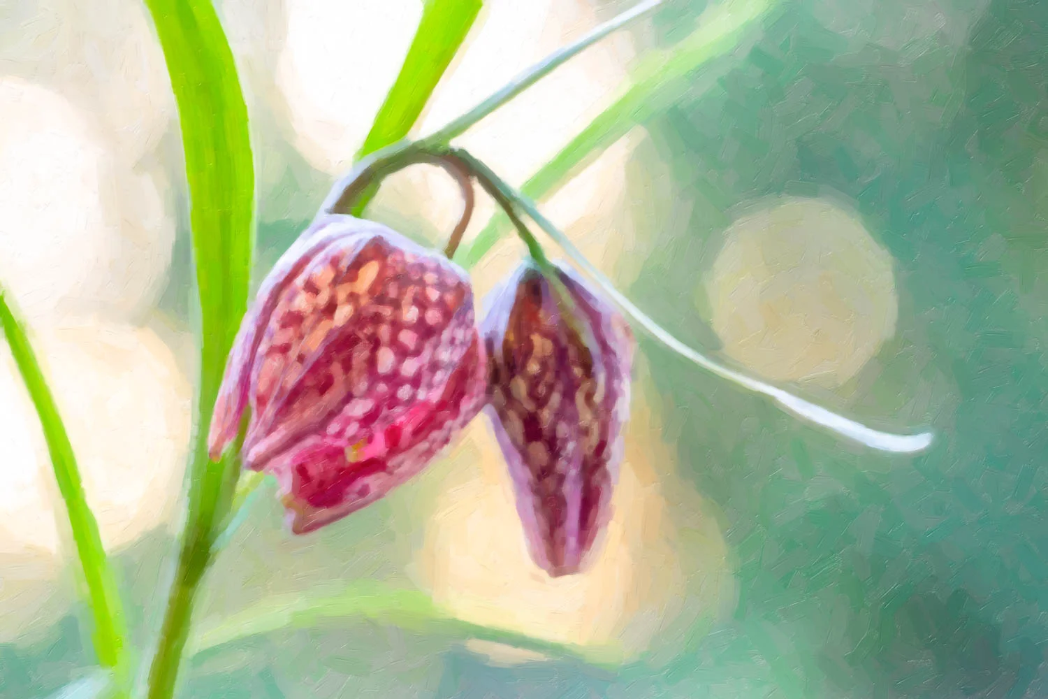 Fritillaria