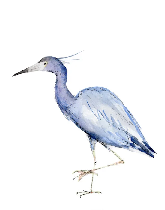 BlueHeron_print_optimized.jpg